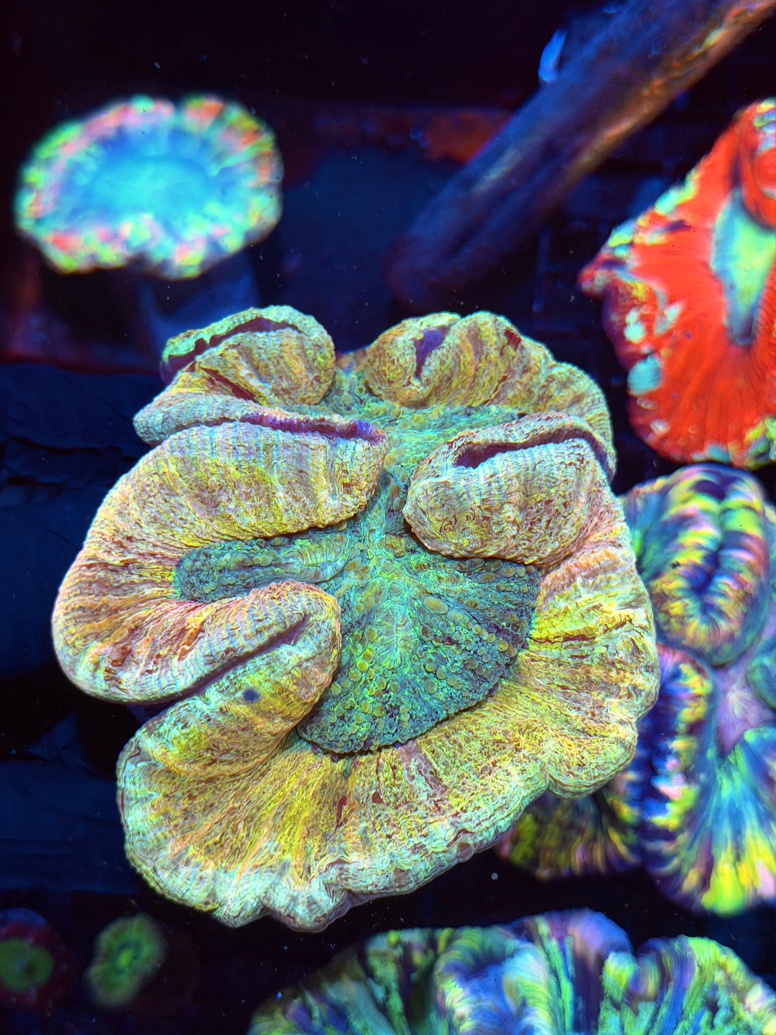 Unique Trachyphyllia Meat Coral XXL Show Size