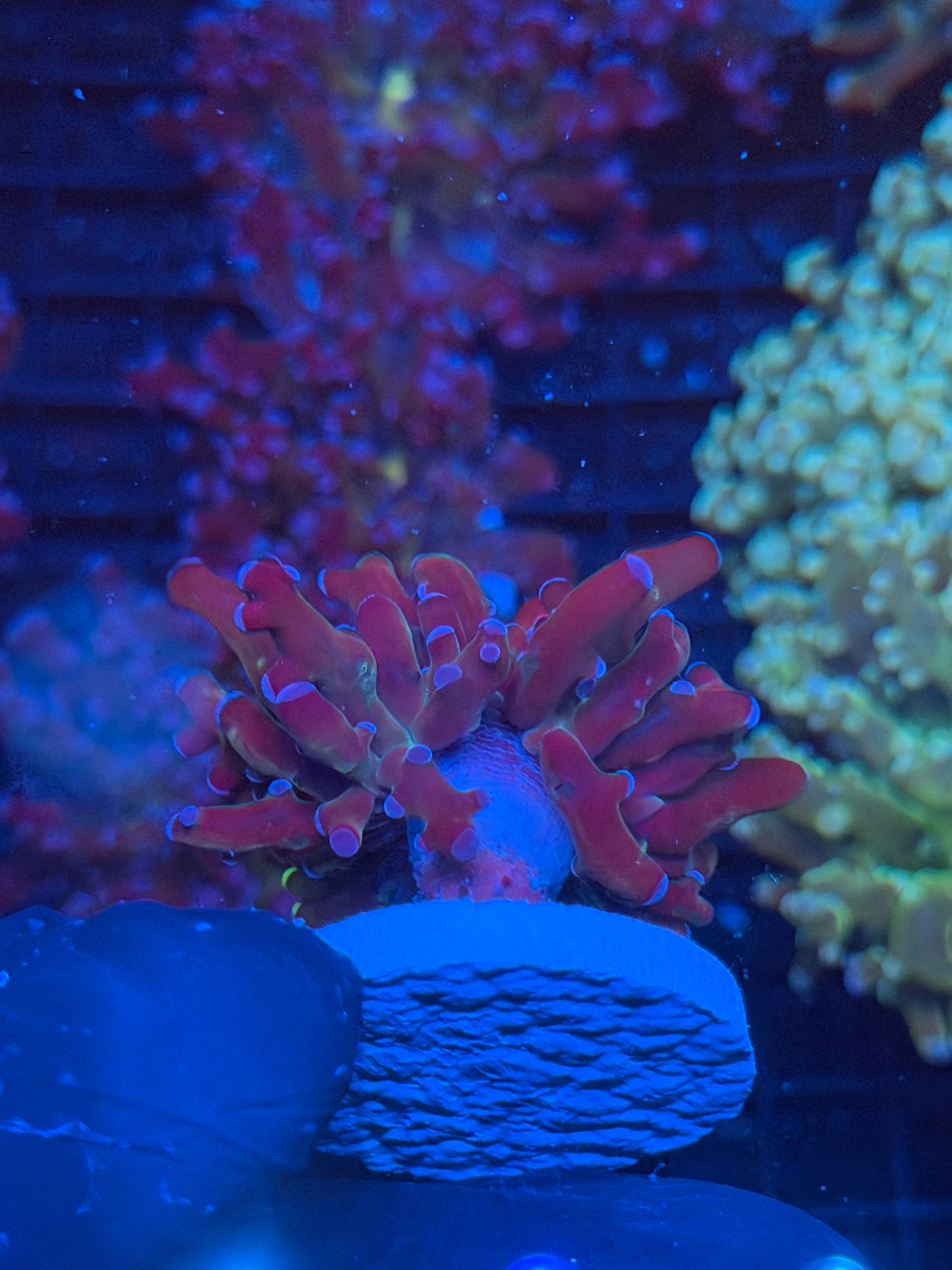JEA Grafted Mardi Gras Frogspawn Coral 1 Xl Head 9/6