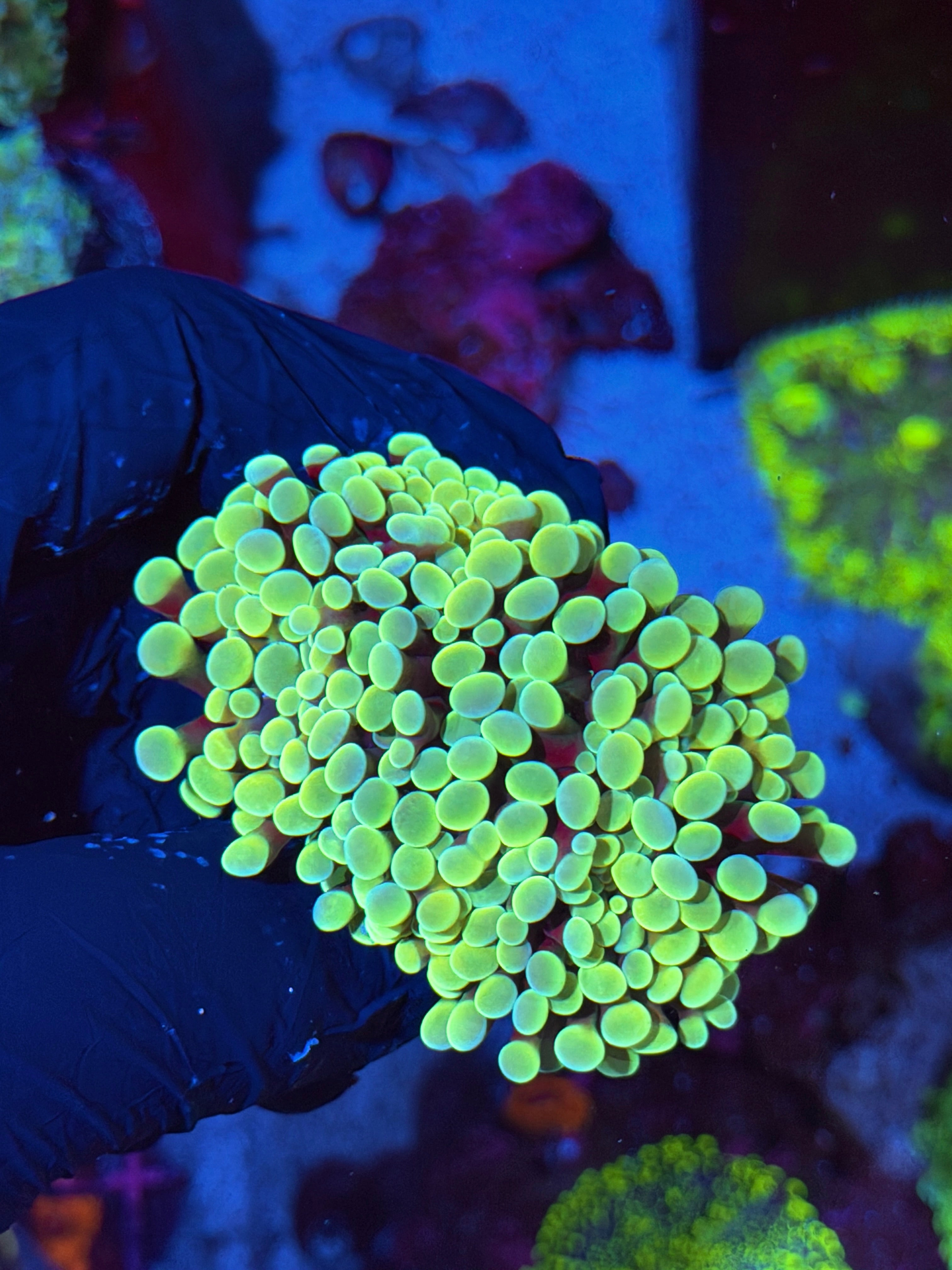 JEA Sweet Tarts Hammer Coral Mini Colony Cluster XXL