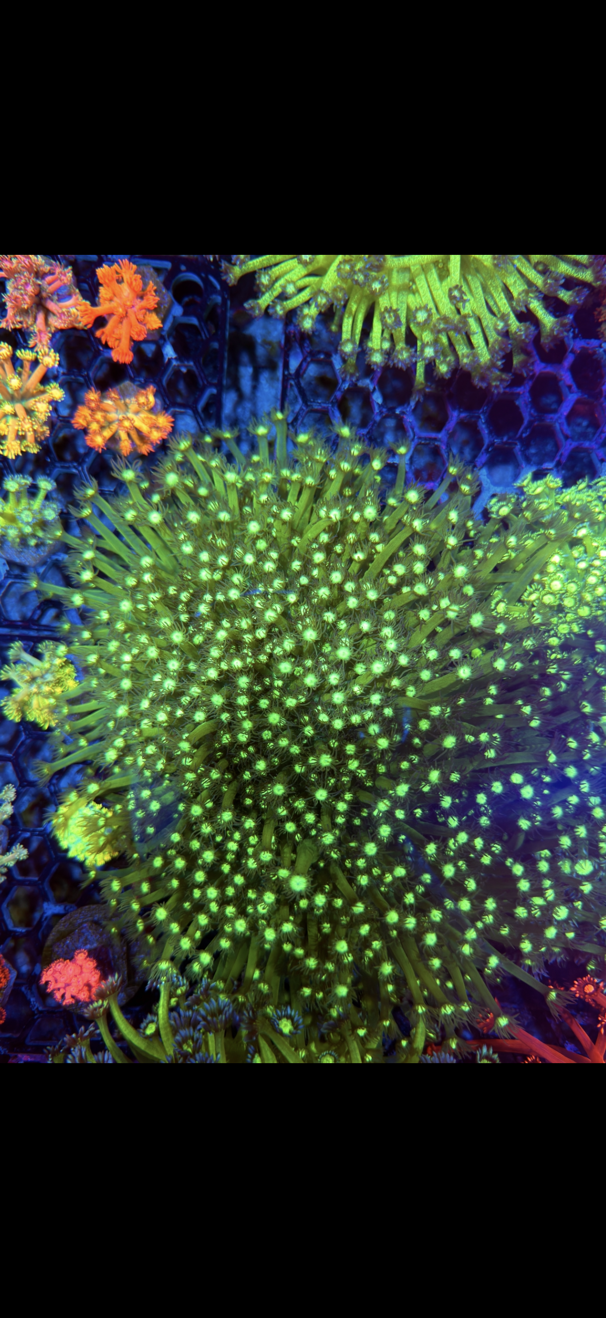 JEA Poison Ivy Goniopora Coral Colony XXXXL Show Sized 9”+  8/7