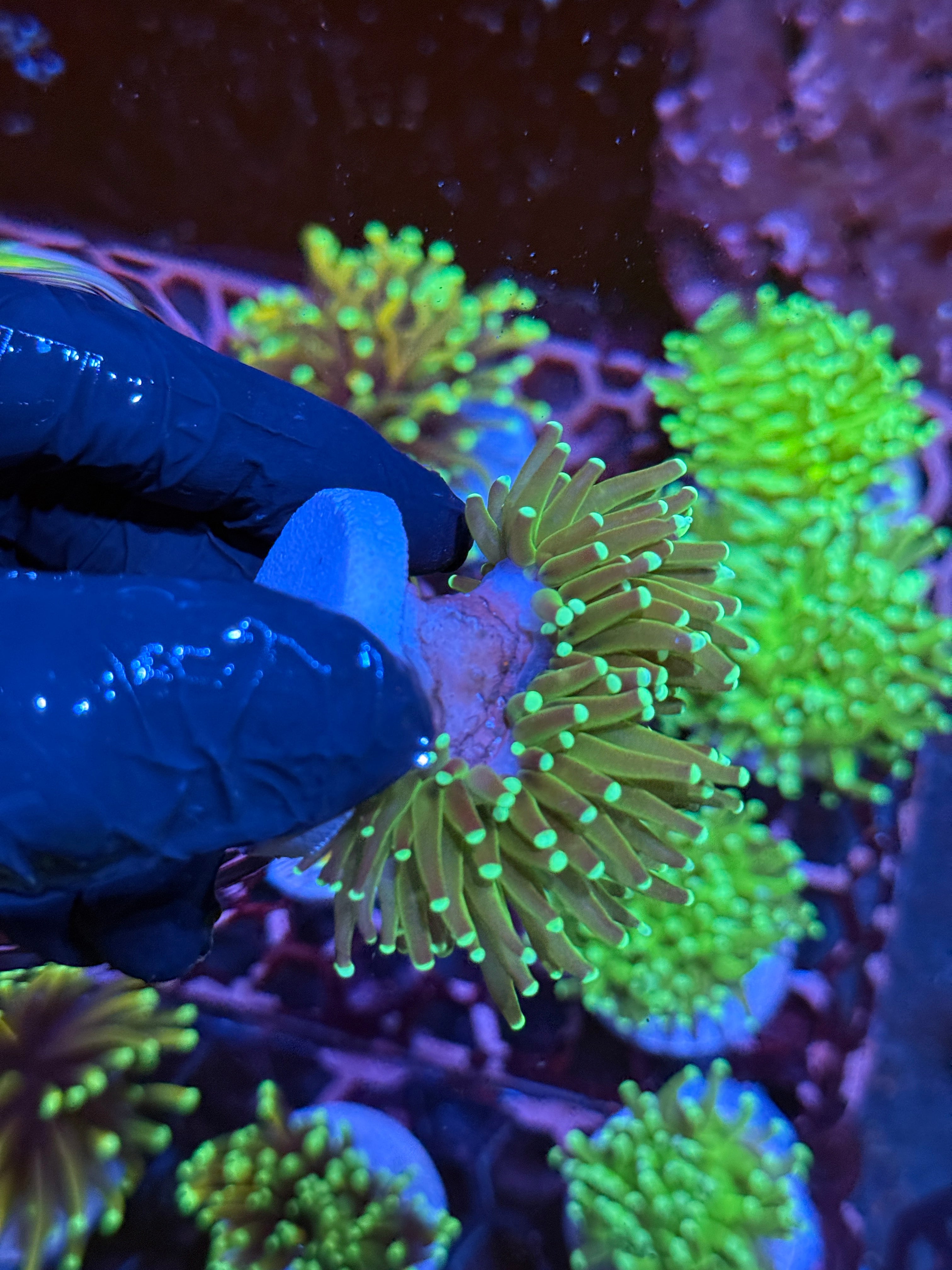 JEA Key Lime Pie Torch Coral 2 XL Head
