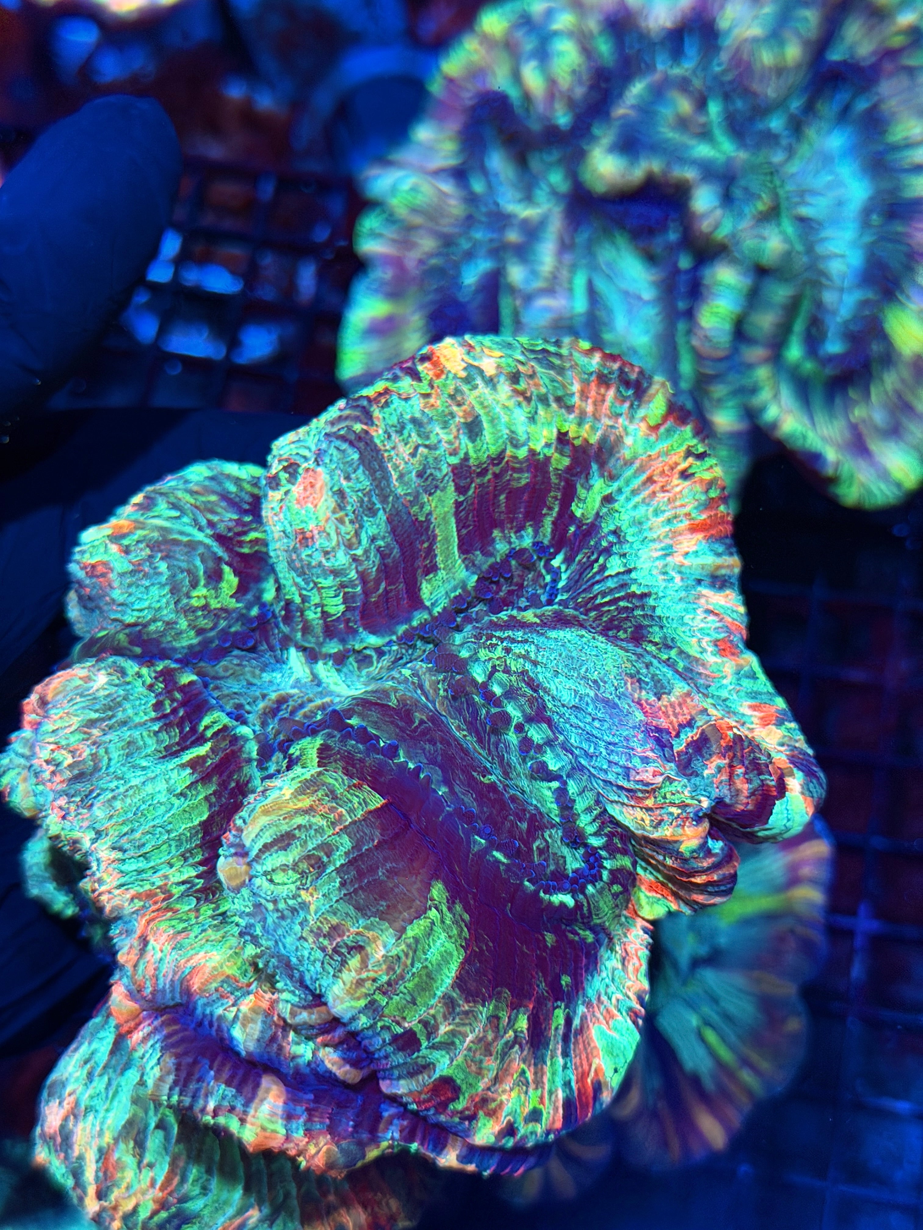Rainbow Trachyphyllia Meat Coral XXL Show Piece
