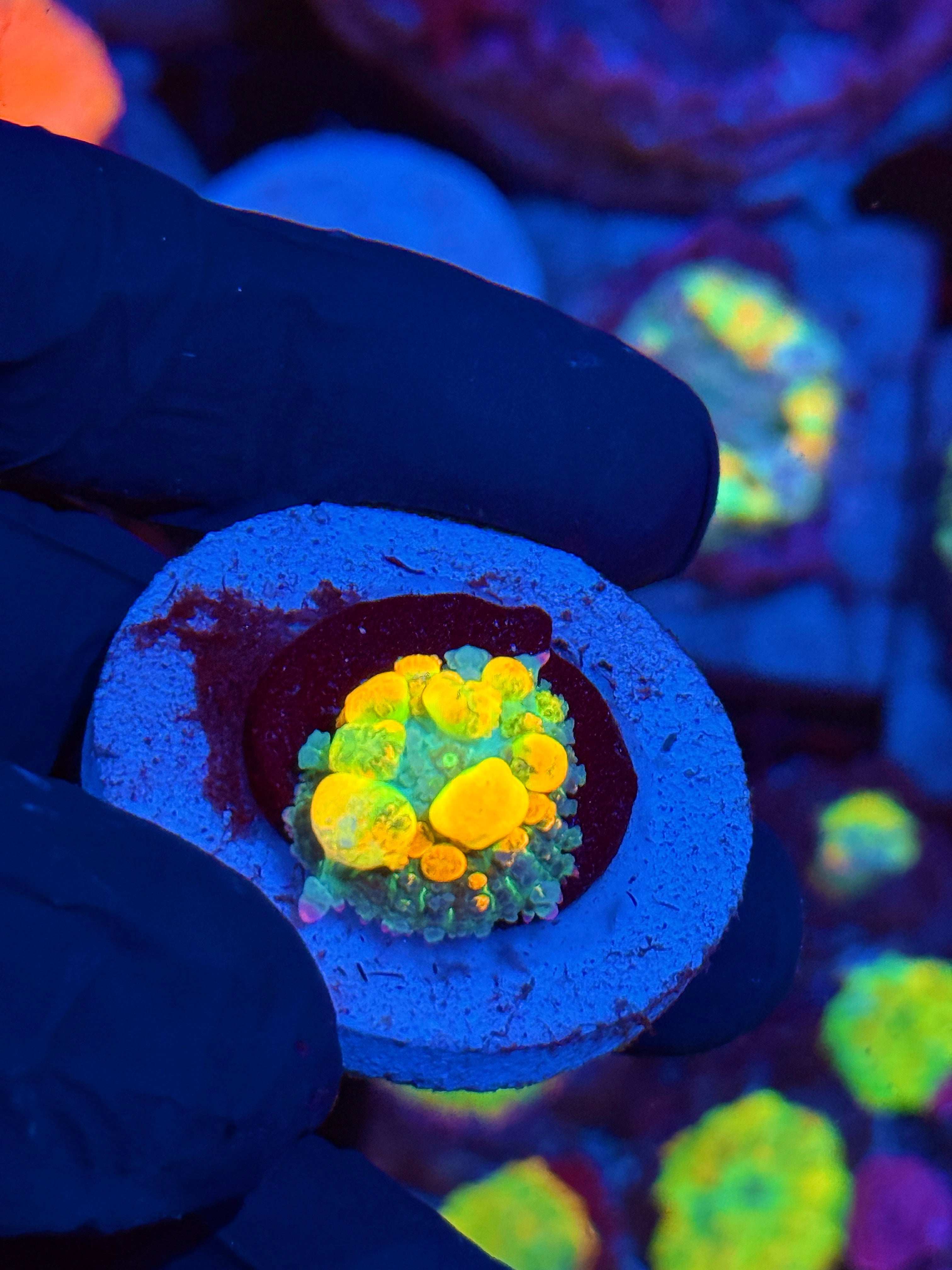 WWC OG Bounce Mushroom Coral Nice Bounce