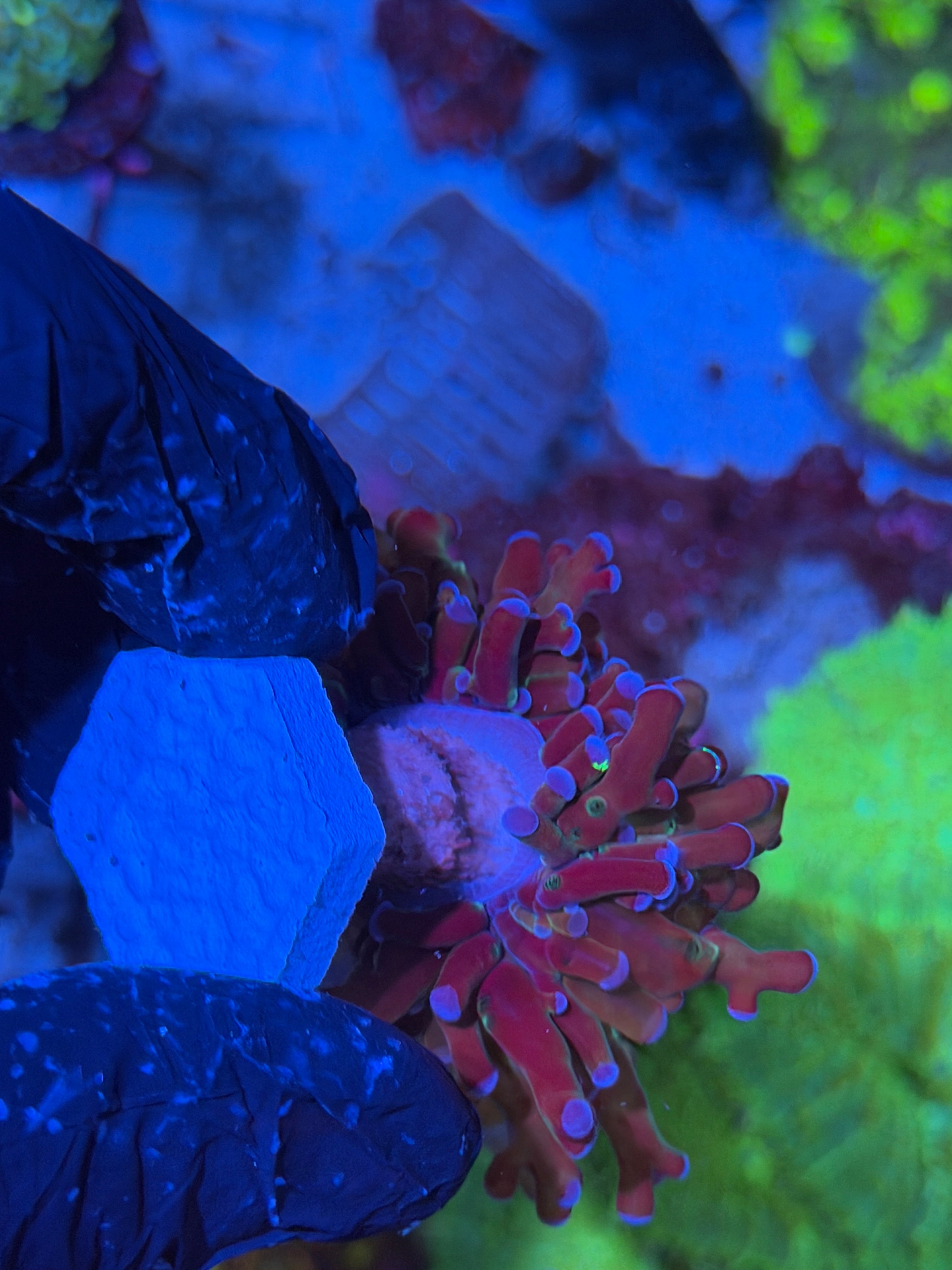 JEA Mardi Gras Frogspawn Coral 1 XL Head