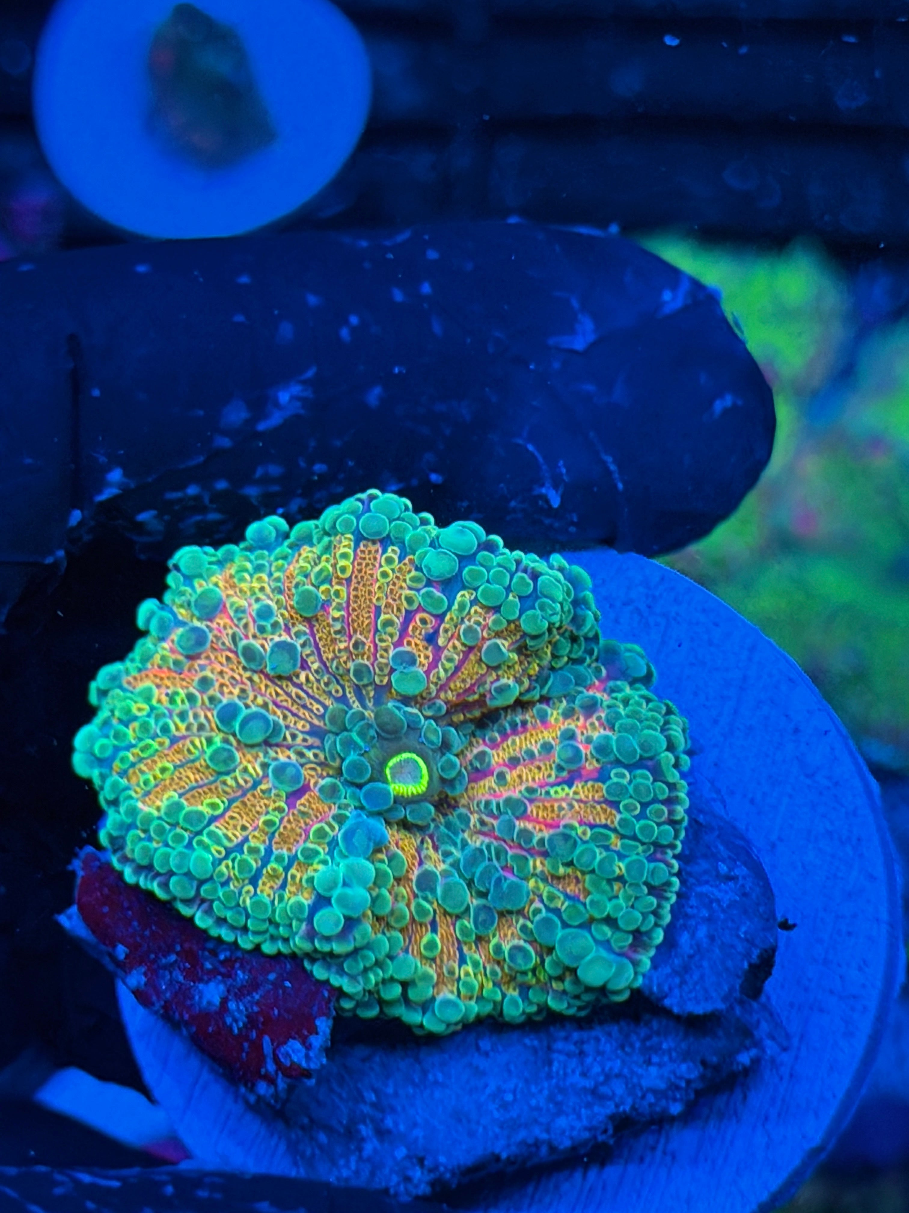 JEA Crayola Yuma Mushroom Coral XL 9/6
