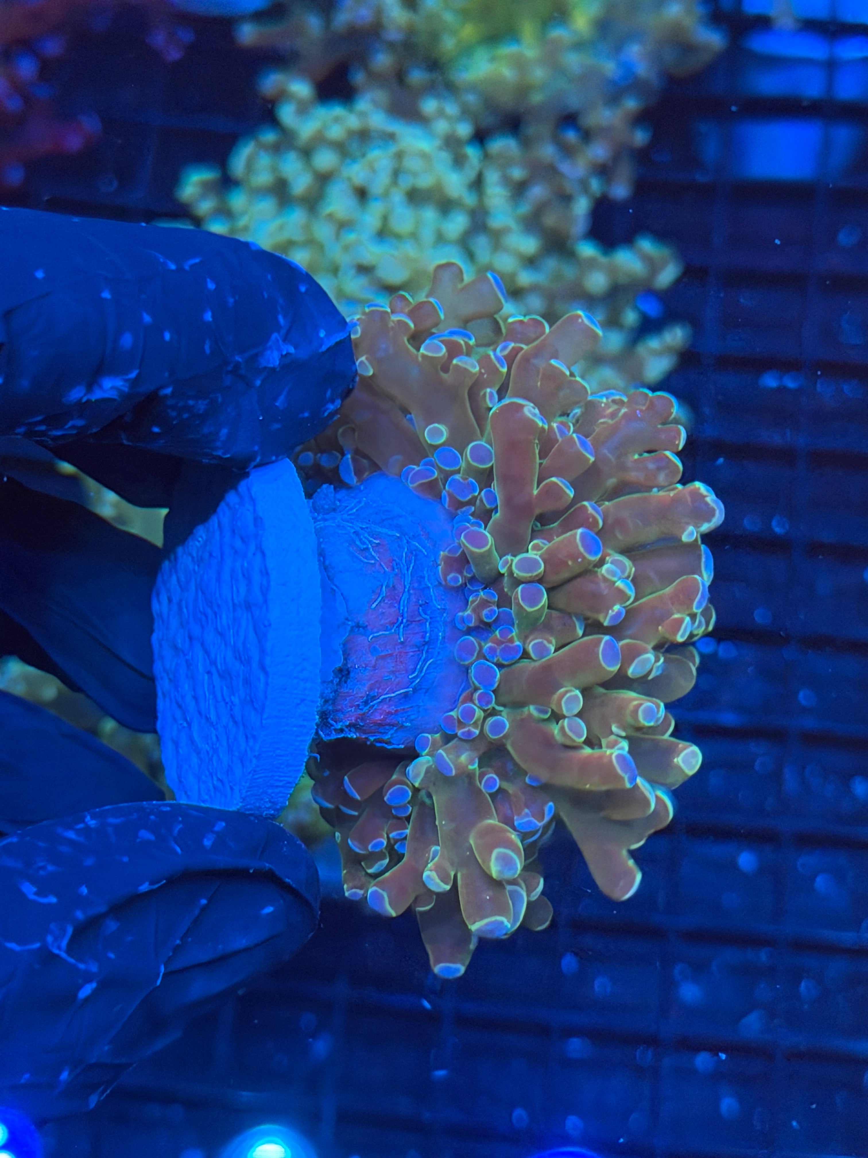 JEA Holy Relic Frogspawn Coral 1’XL Head Splitting 9/6