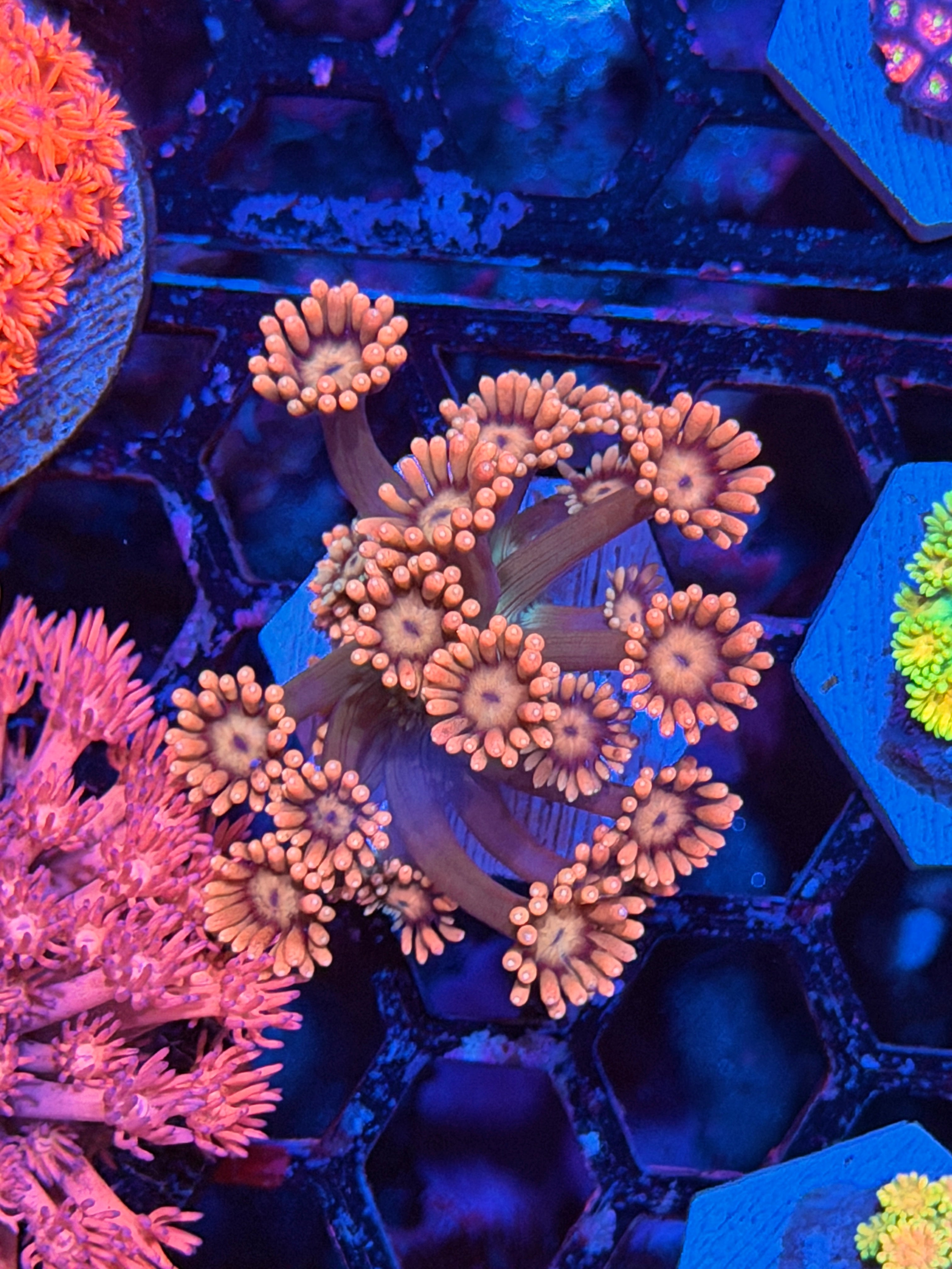 JEA Peach Nebula Goniopora Coral 3/3