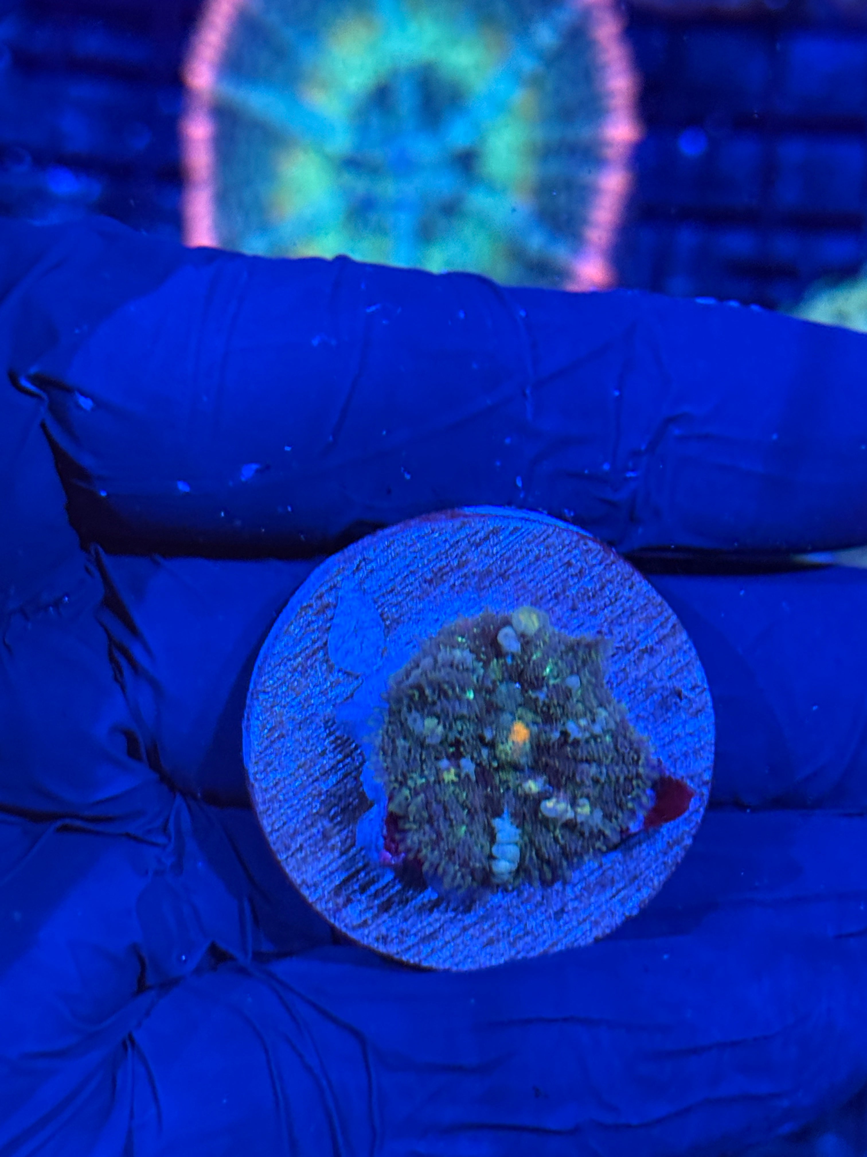 JEA Godspawn Bounce Mushroom Coral Mother Colony shown in video 7/2
