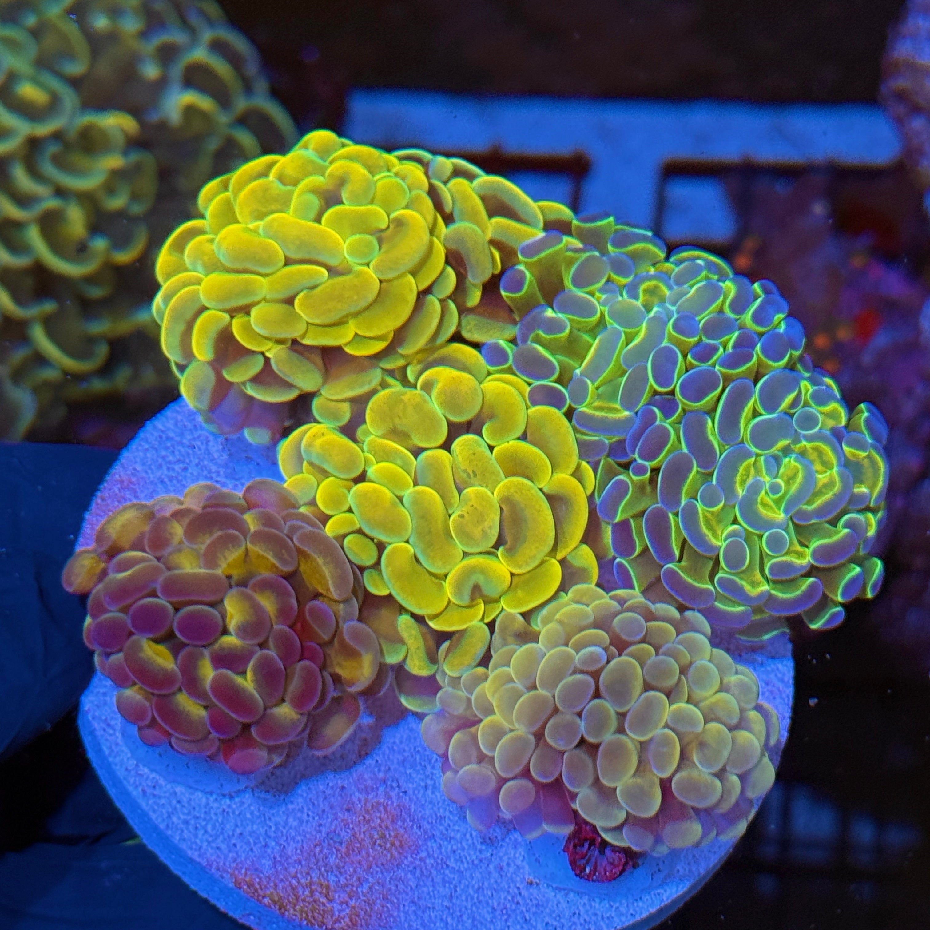 JEA Hammer Coral Bouquet 7 Heads XL 10/12