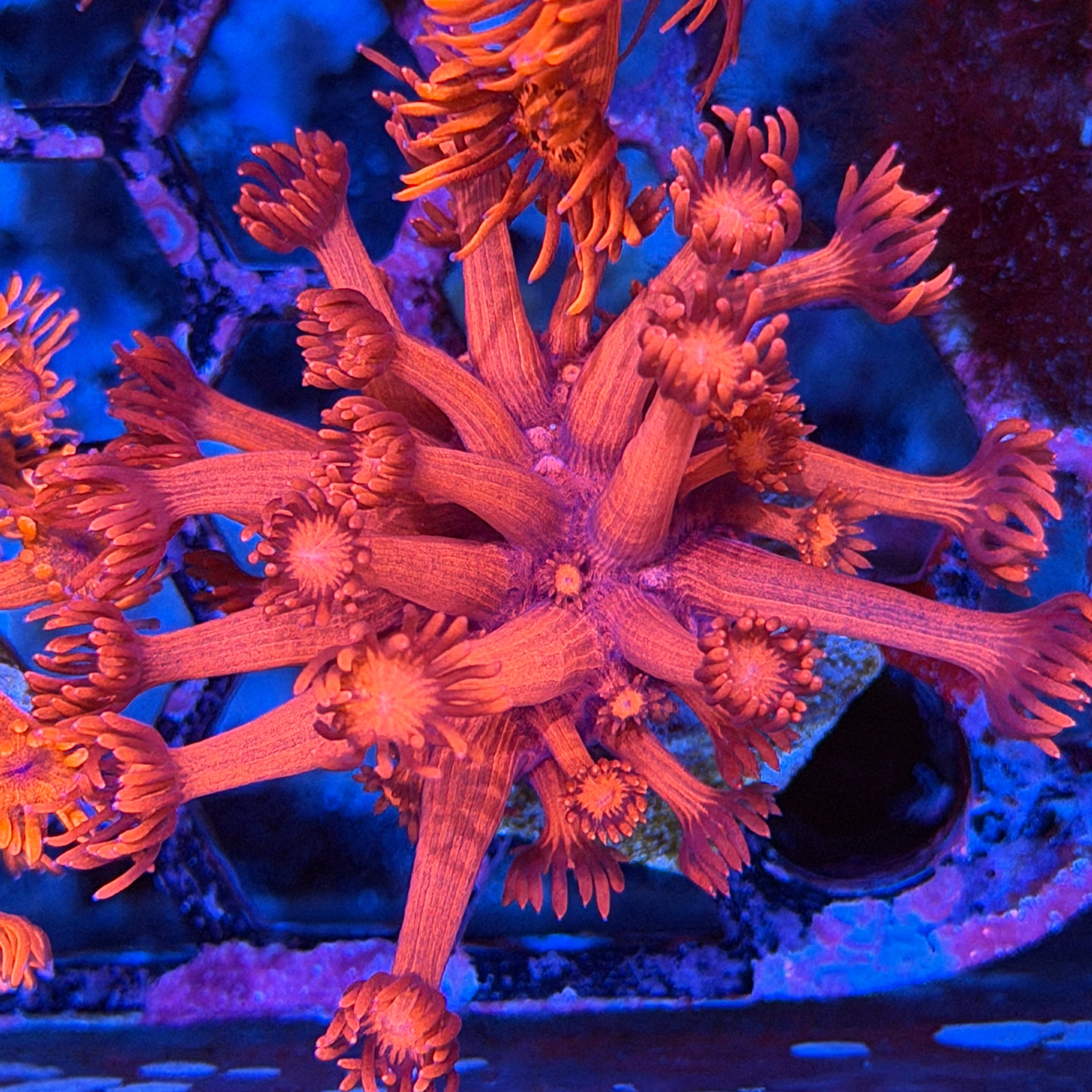 JEA Blood Diamond Goniopora Coral 6/3