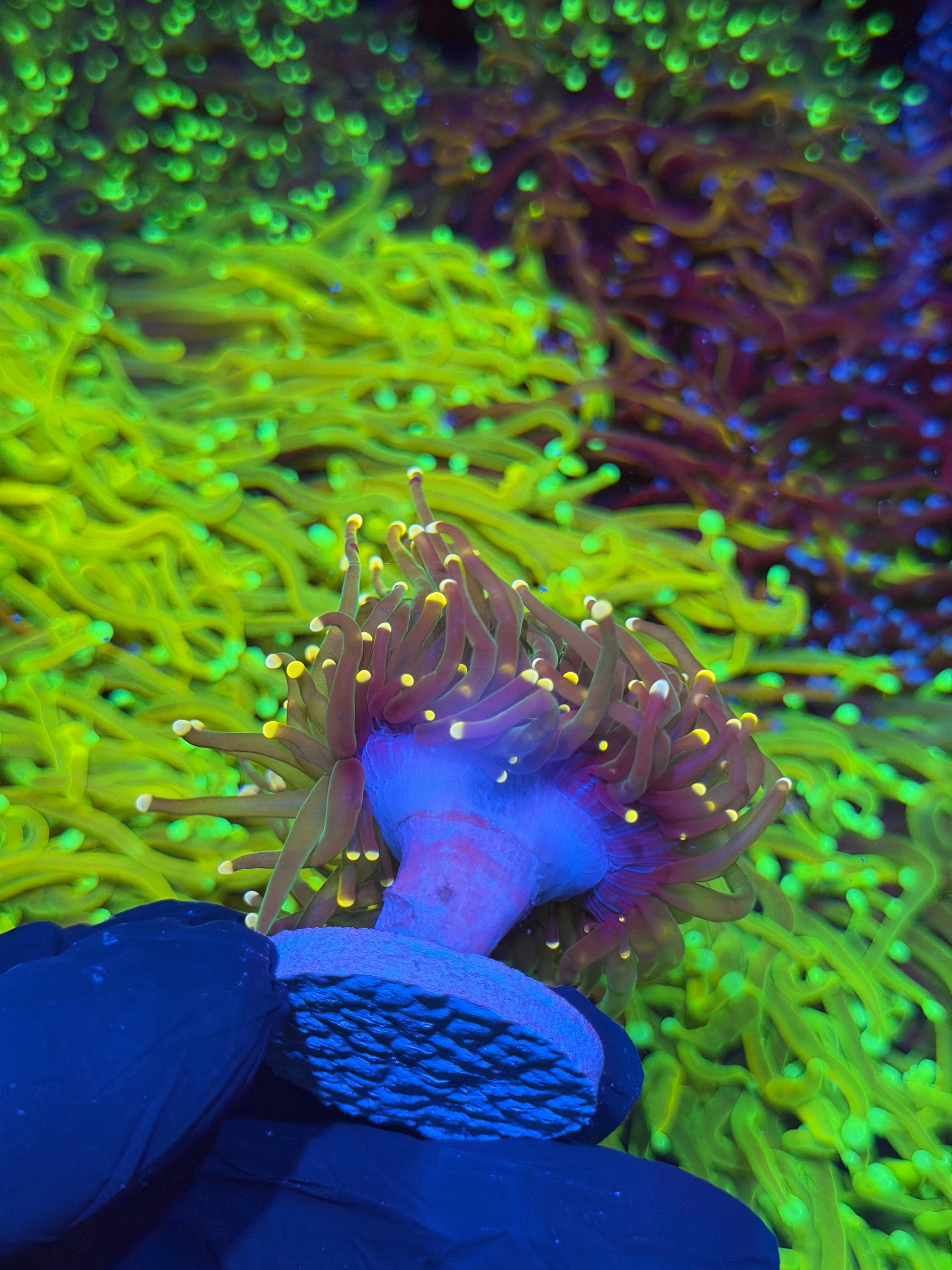 JEA Dark Siders Torch Coral Splitting 2 Heads XL