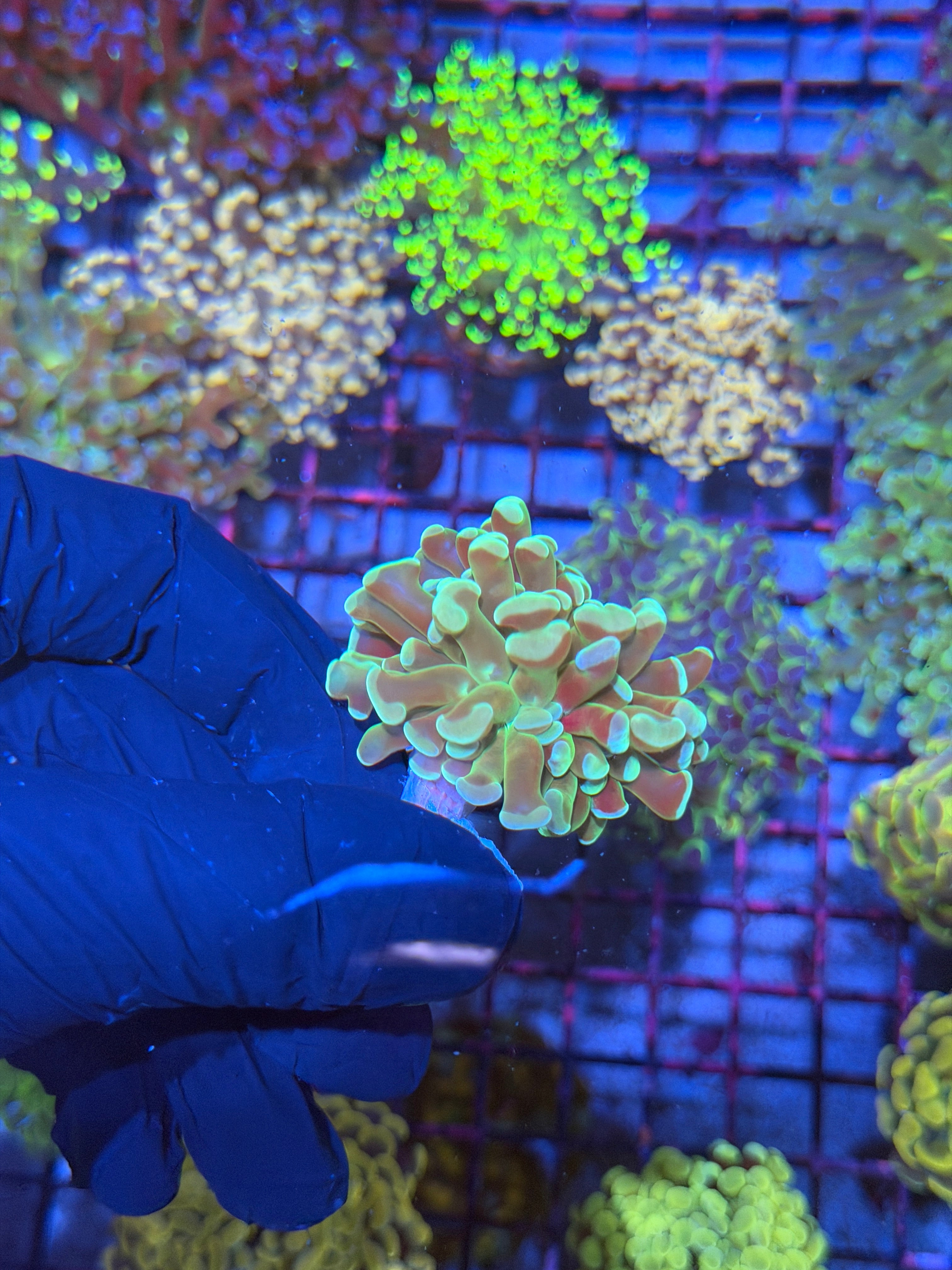 JEA Kaleidoscope Hammer Coral 1 XL Head 7/10