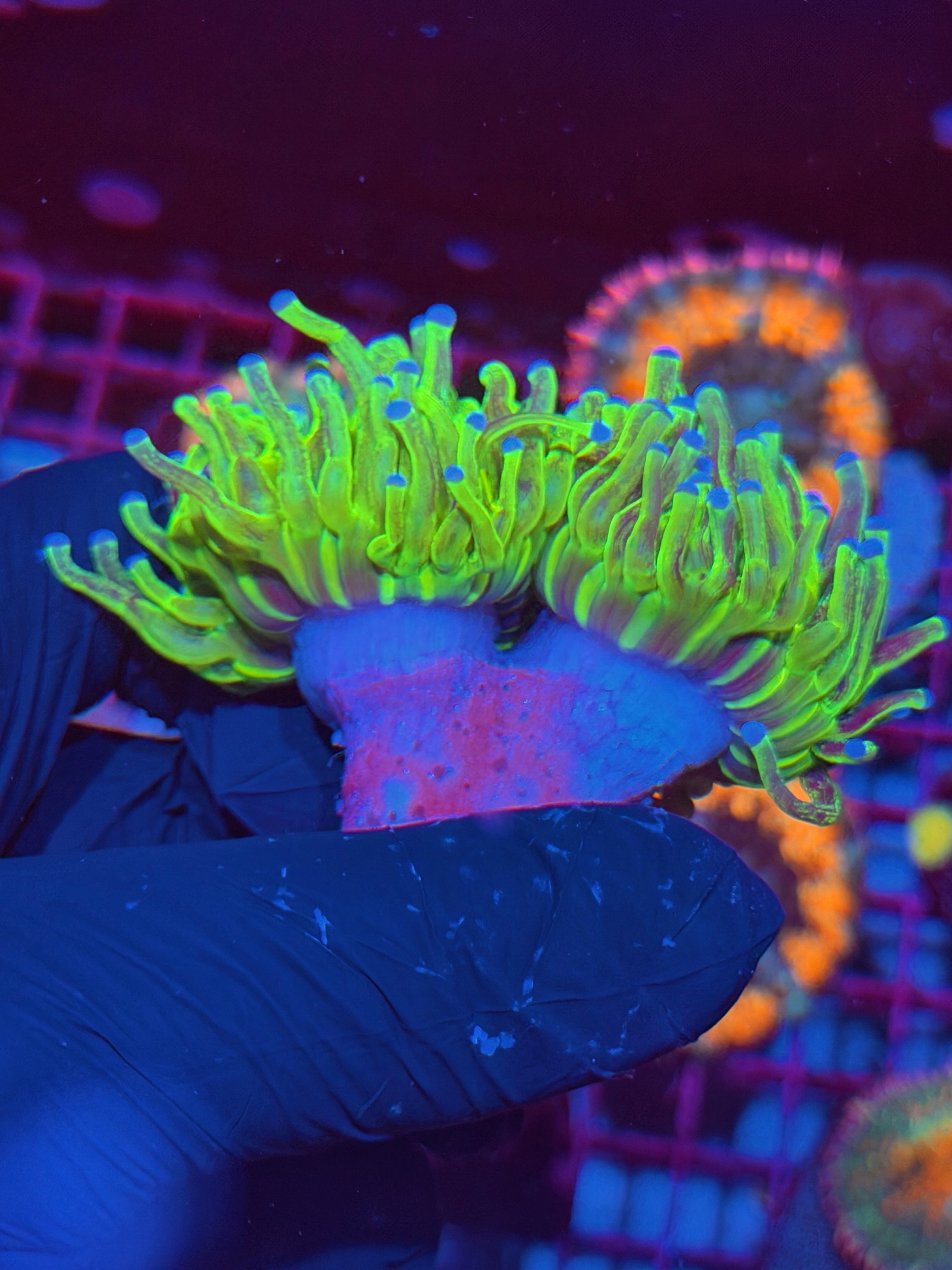 JEA Grafted Holy Grail Torch Coral 2 XXL Heads 6/3