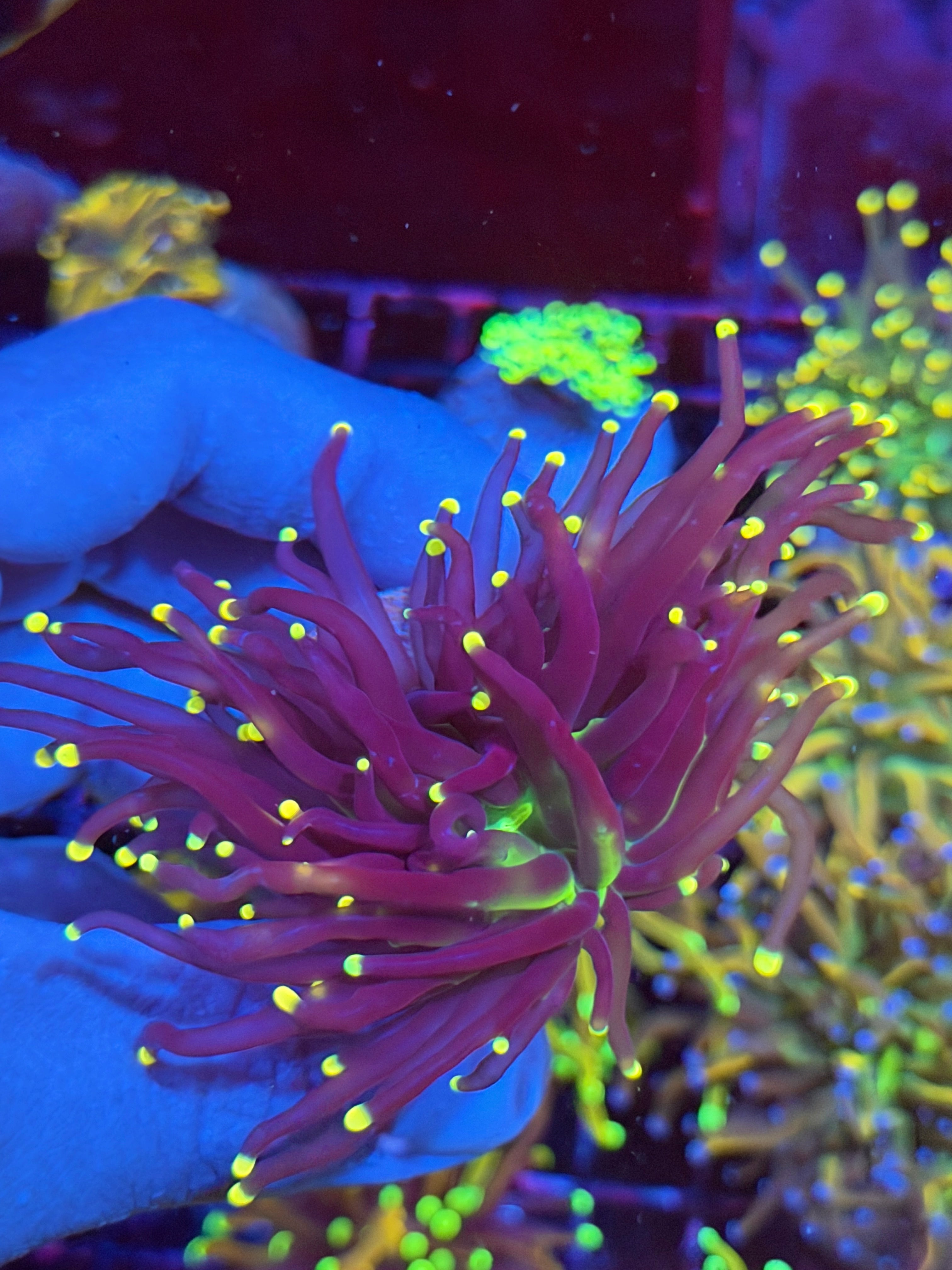JEA Joker Torch Coral 1 Head XL