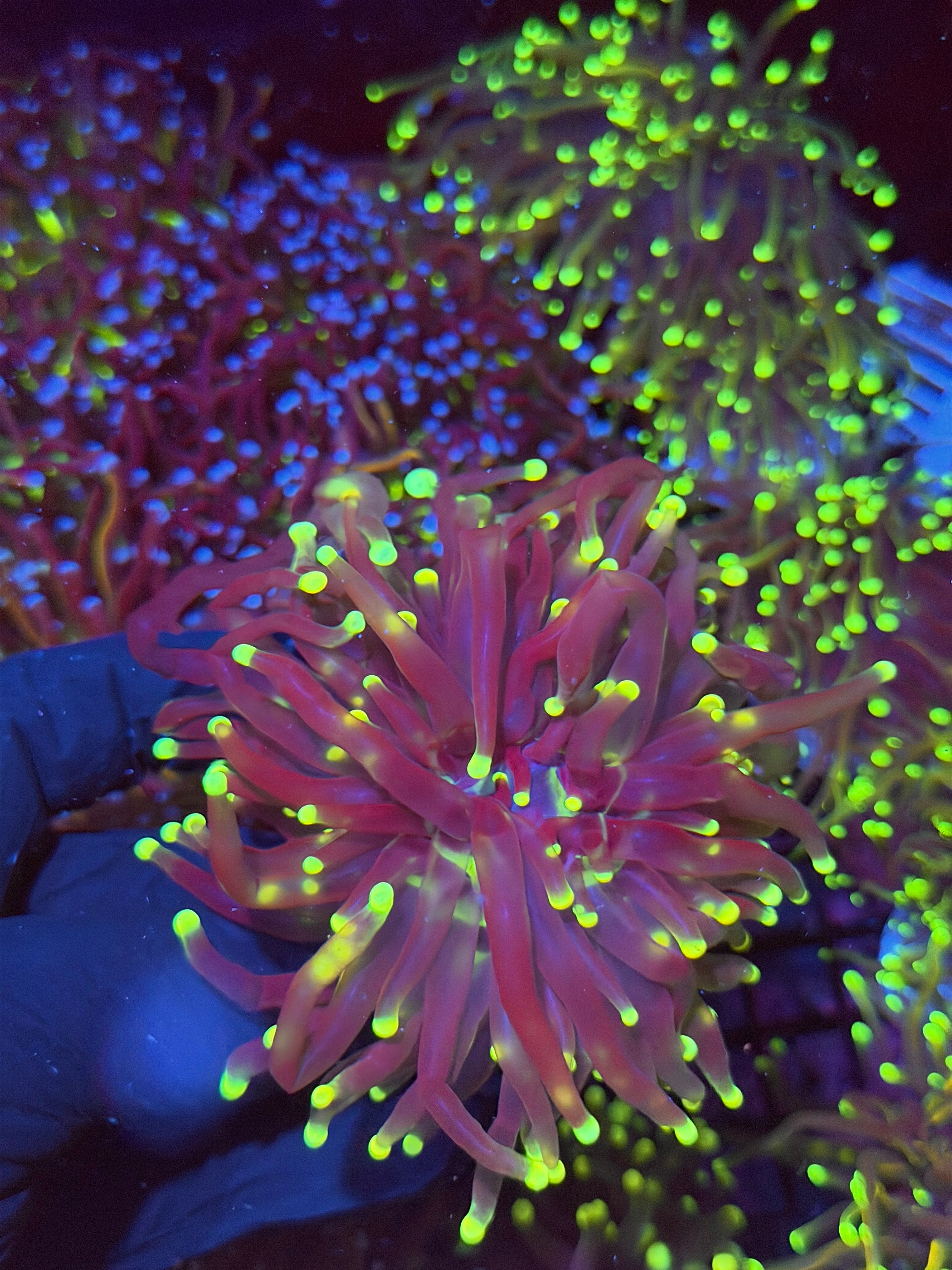 JEA Grim Reaper Torch Coral 2 XL Heads