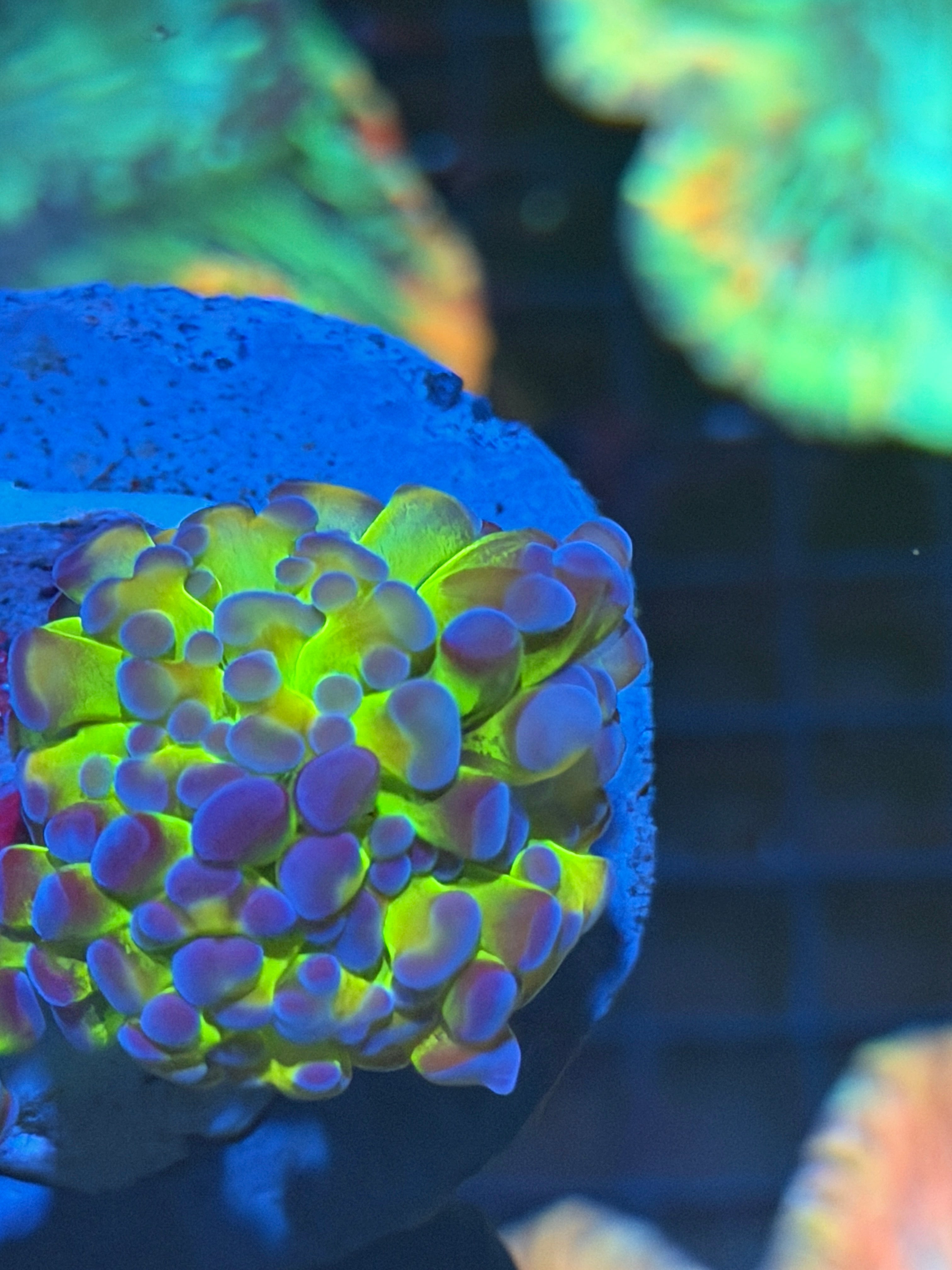 JEA Laser Beam Hammer Coral Insanely Bright XL *New Release* 8/29