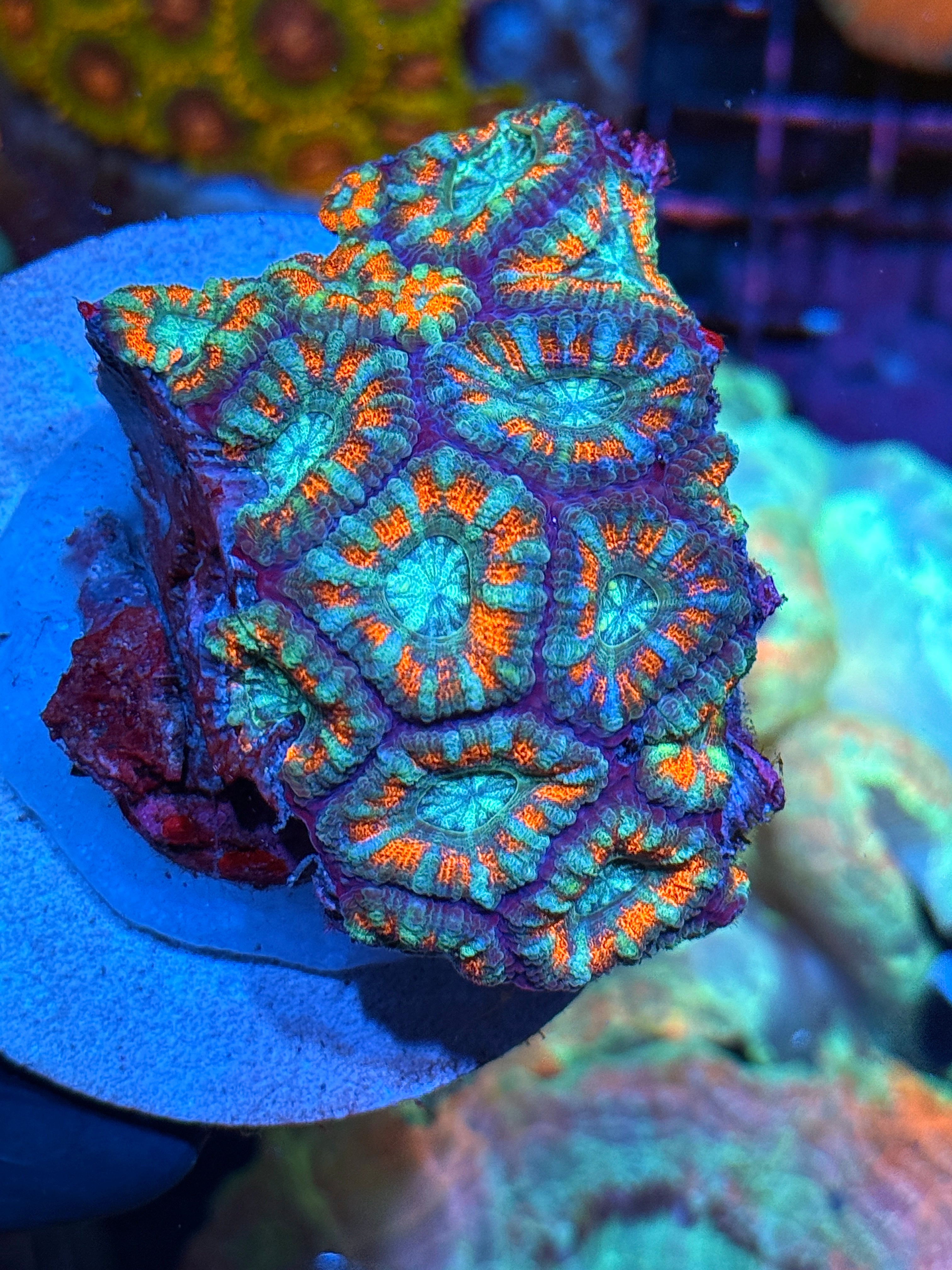 JEA Fire & Ice Asian Acans Colony XXL 15+ Fat Heads