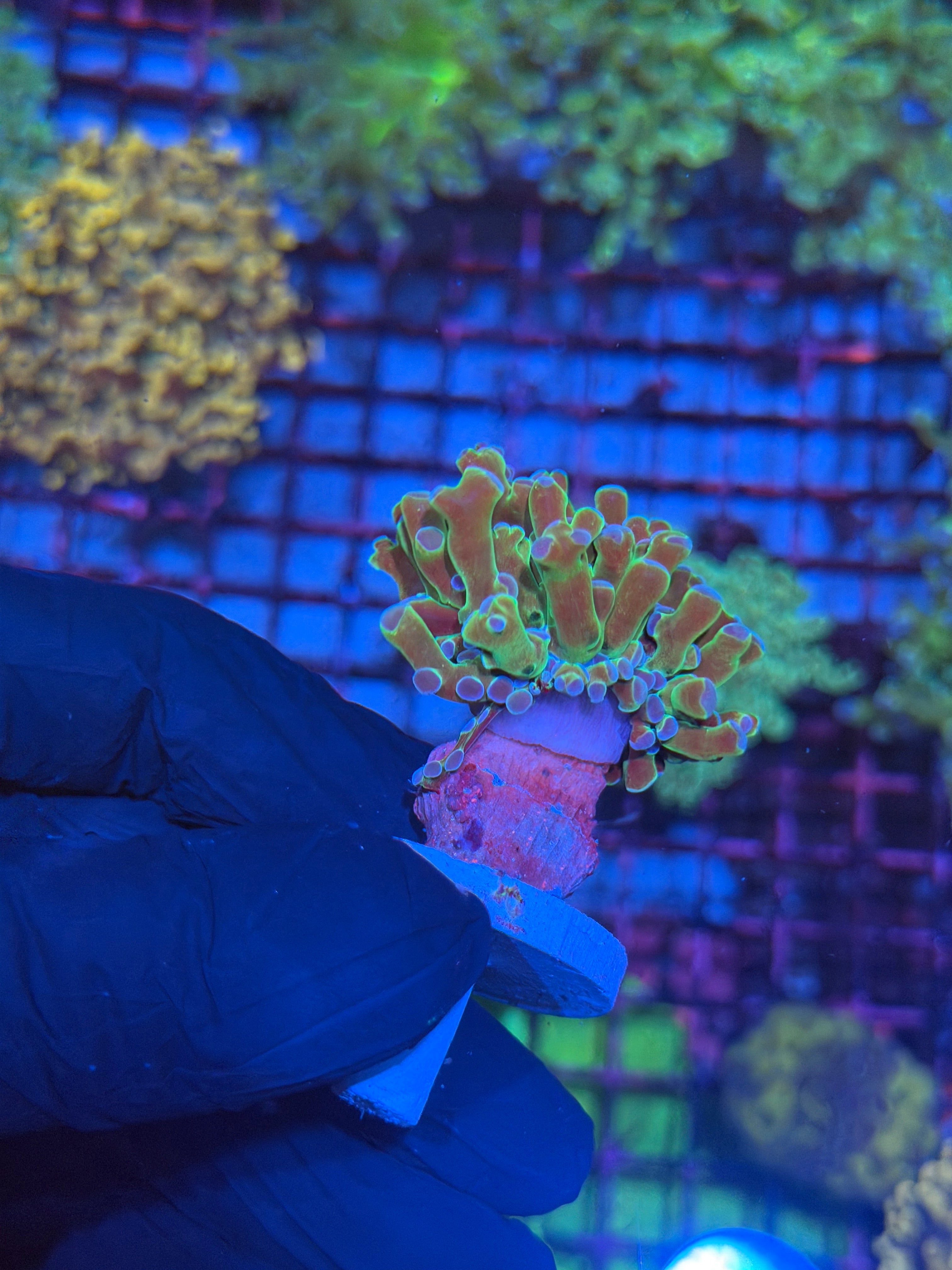 JEA Blue Magic Frogspawn Coral 1 XL Head 8/11