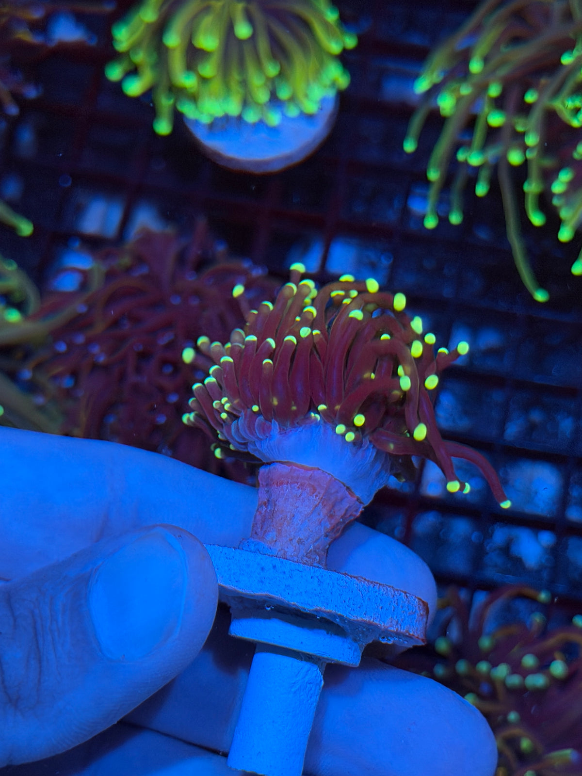 JEA Firefly Torch Coral 1 XL Head 9/21