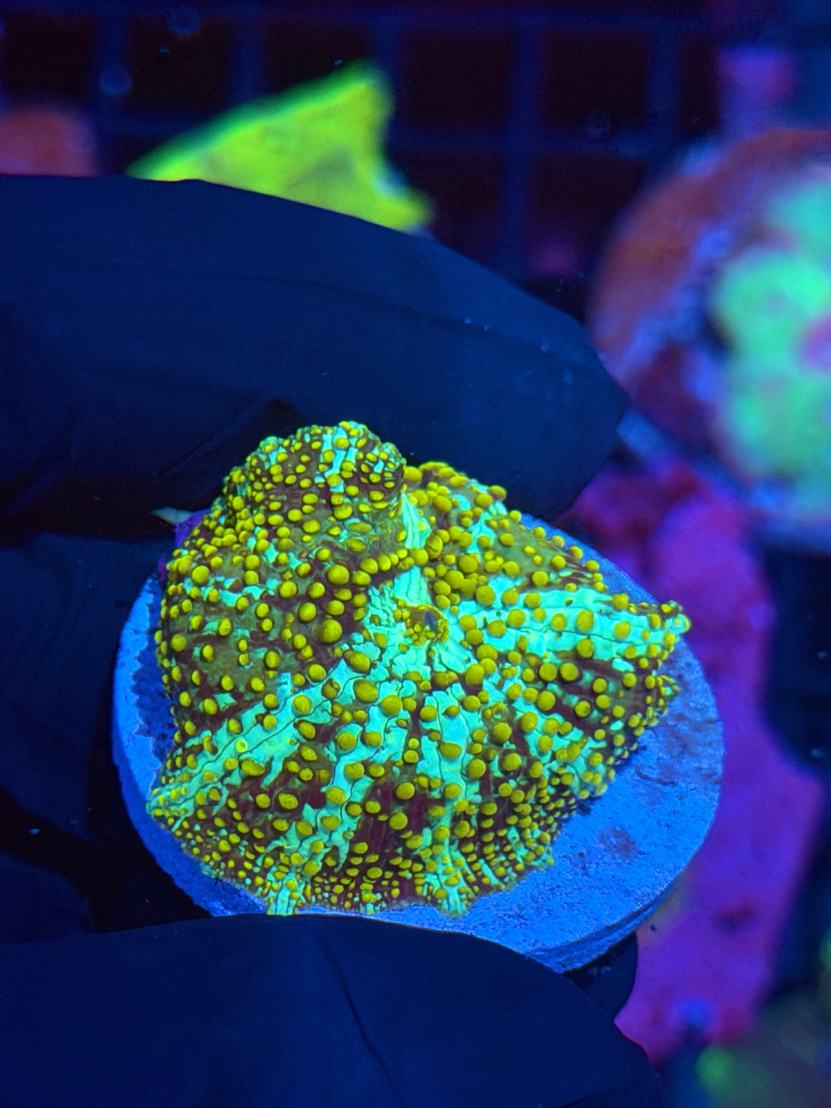 JEA King Midas Jawbreaker Mushroom Coral XL 9/27