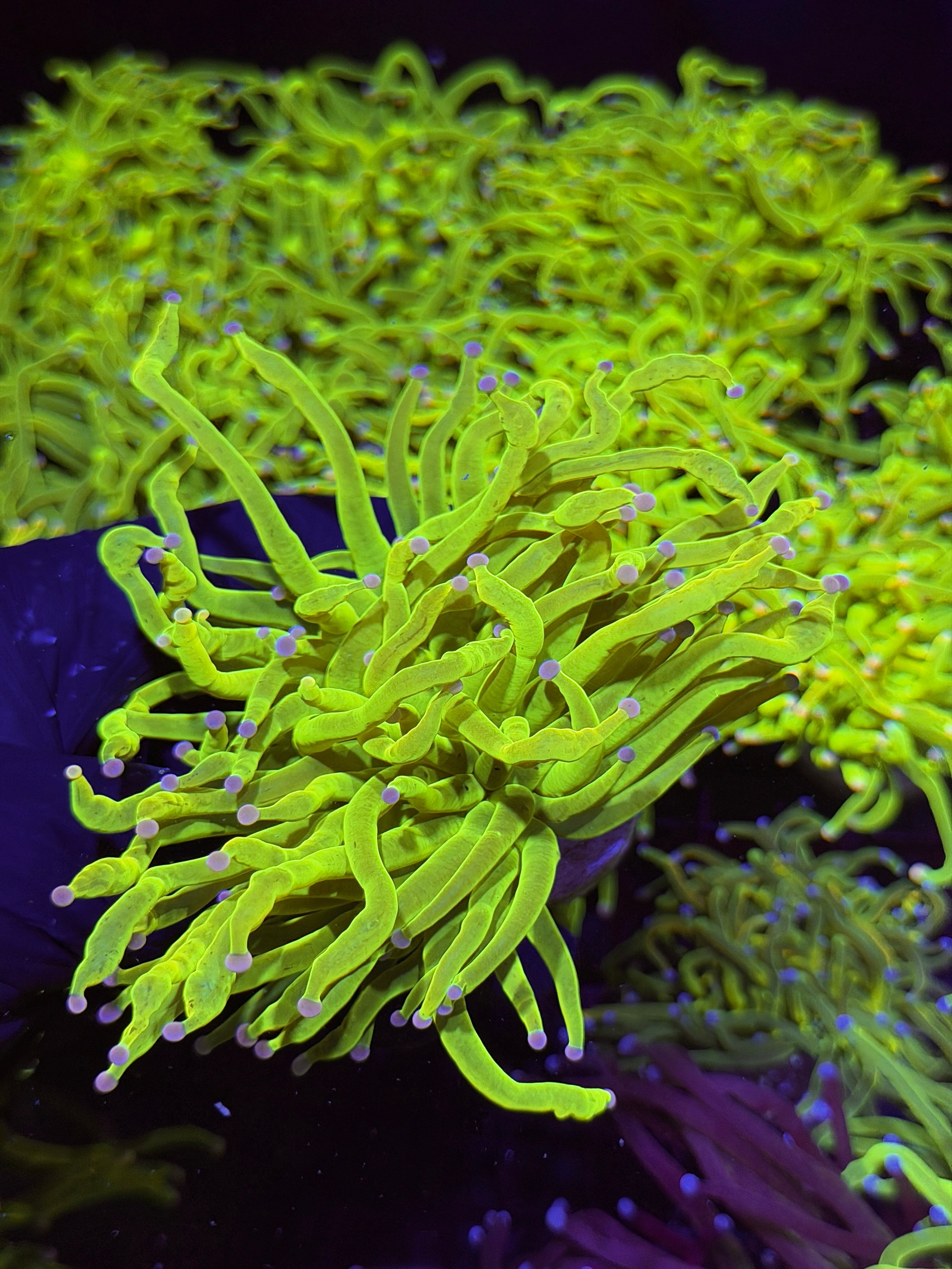 JEA Drama Queen Holy Grail Torch Coral ( Purple Tips ) 1 XL Head Splitting