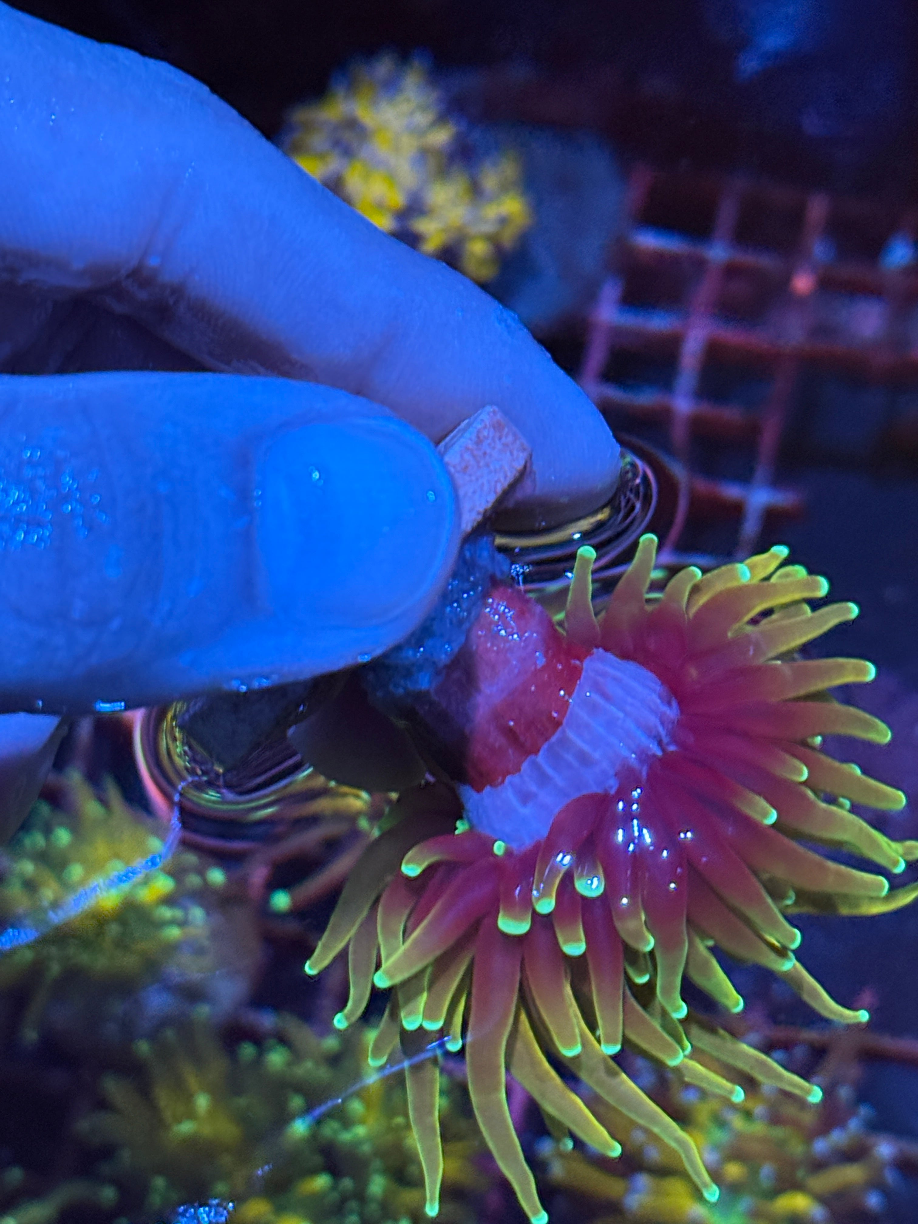 JEA Inferno Gold Torch Coral 1 XL Head 10/12