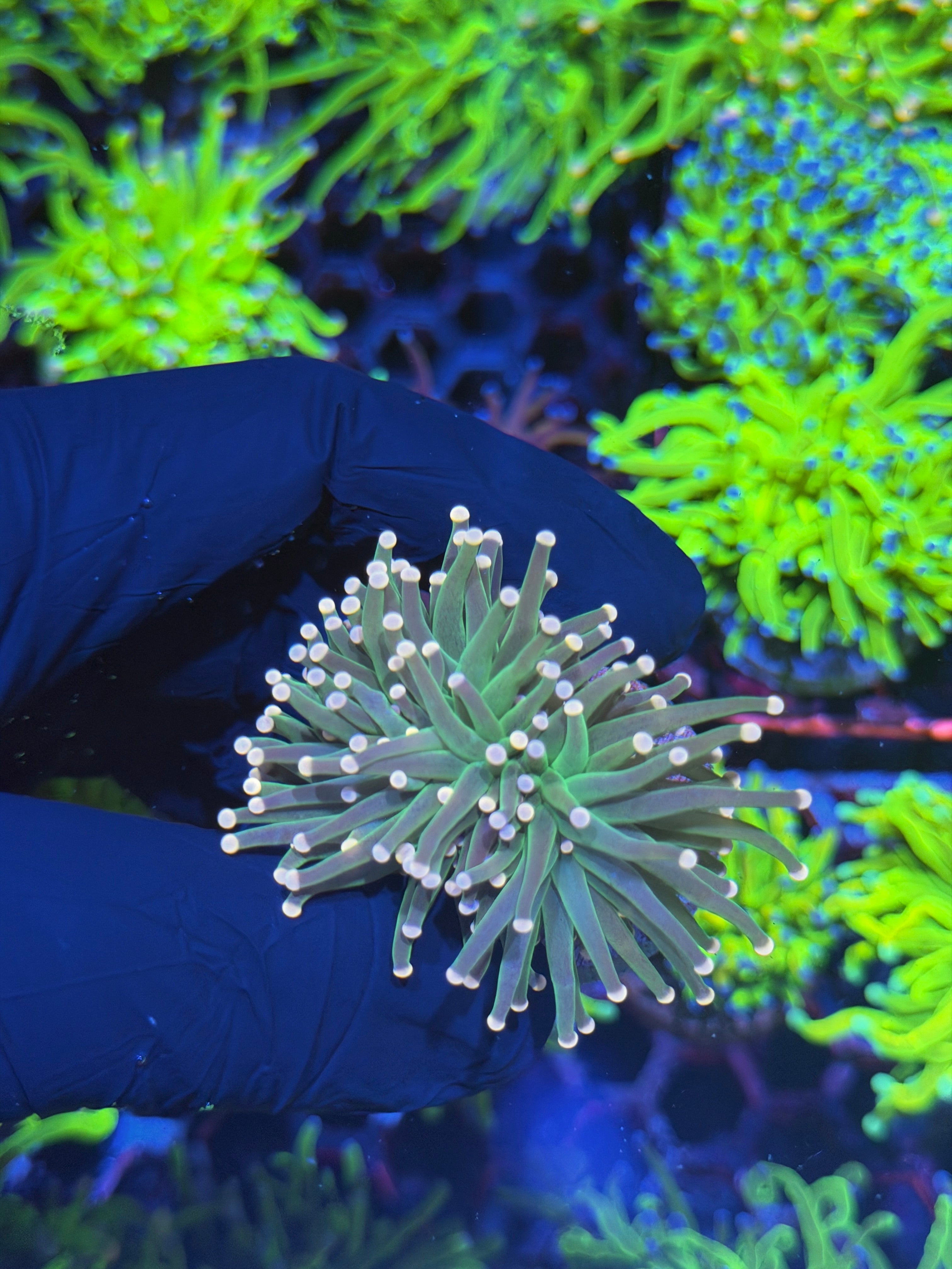 JEA Straberry Shortcake Torch Coral 2 Heads Splitting *New Release* 7/31