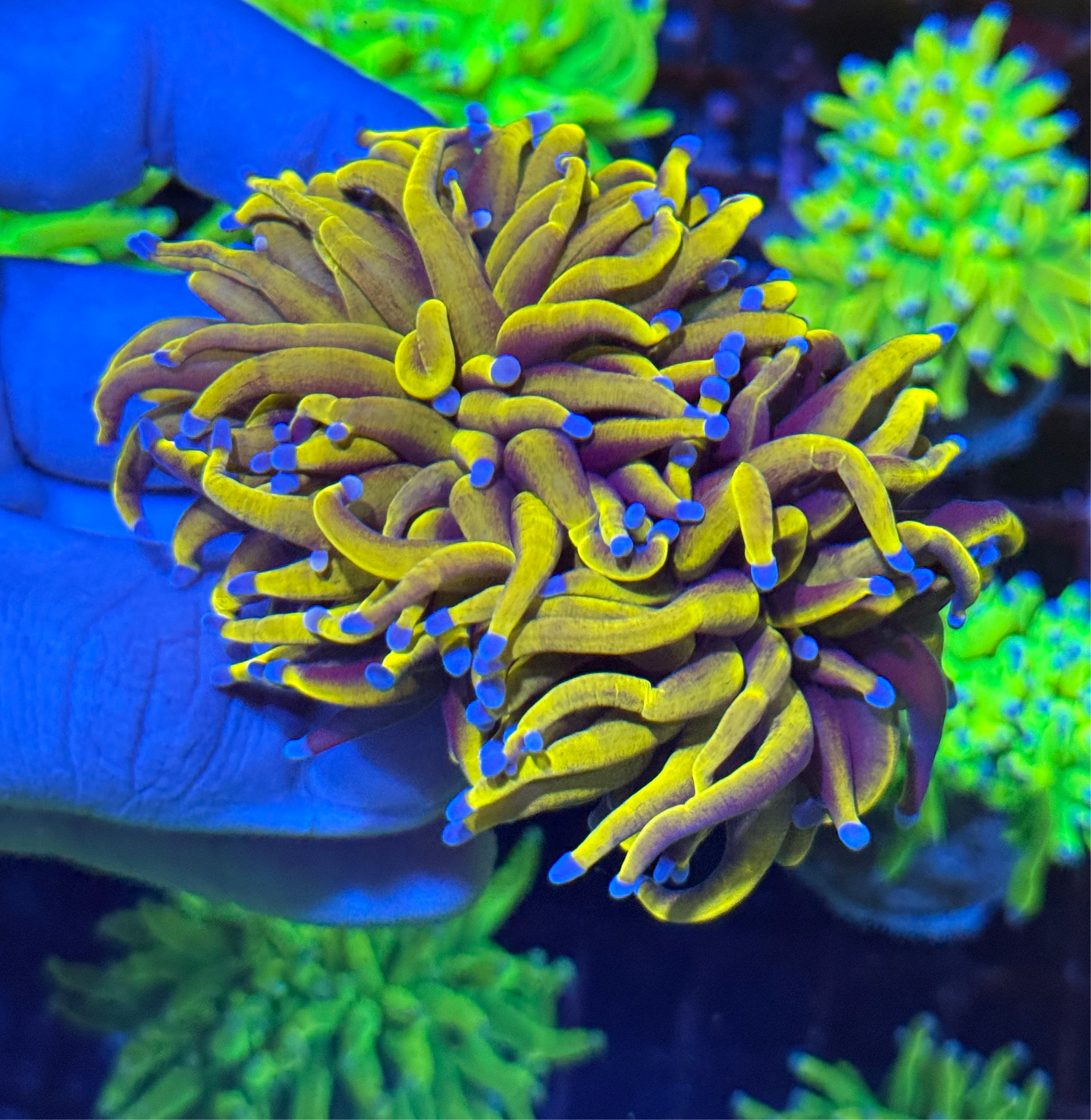 JEA 24K Torch Coral 2 XXL Heads