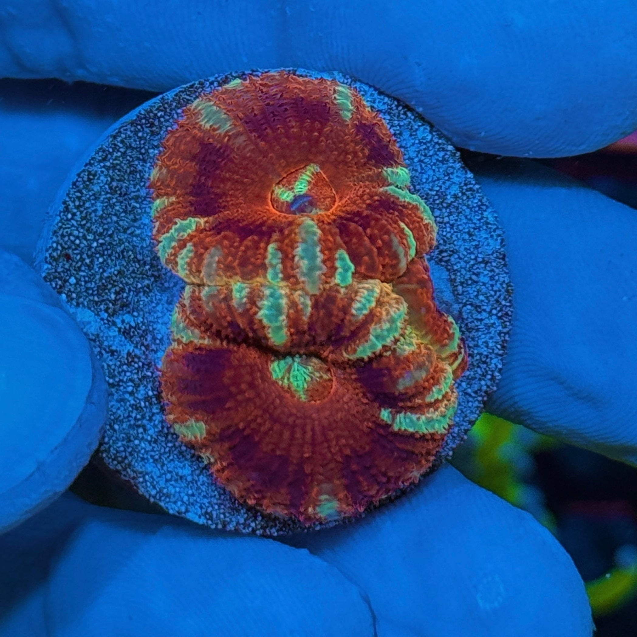 JEA Demon Slayer Asian Acans Coral 2 XL Heads