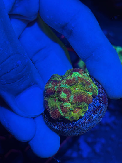 JEA Rainbow Watermelon Acans Coral 5 XL Heads