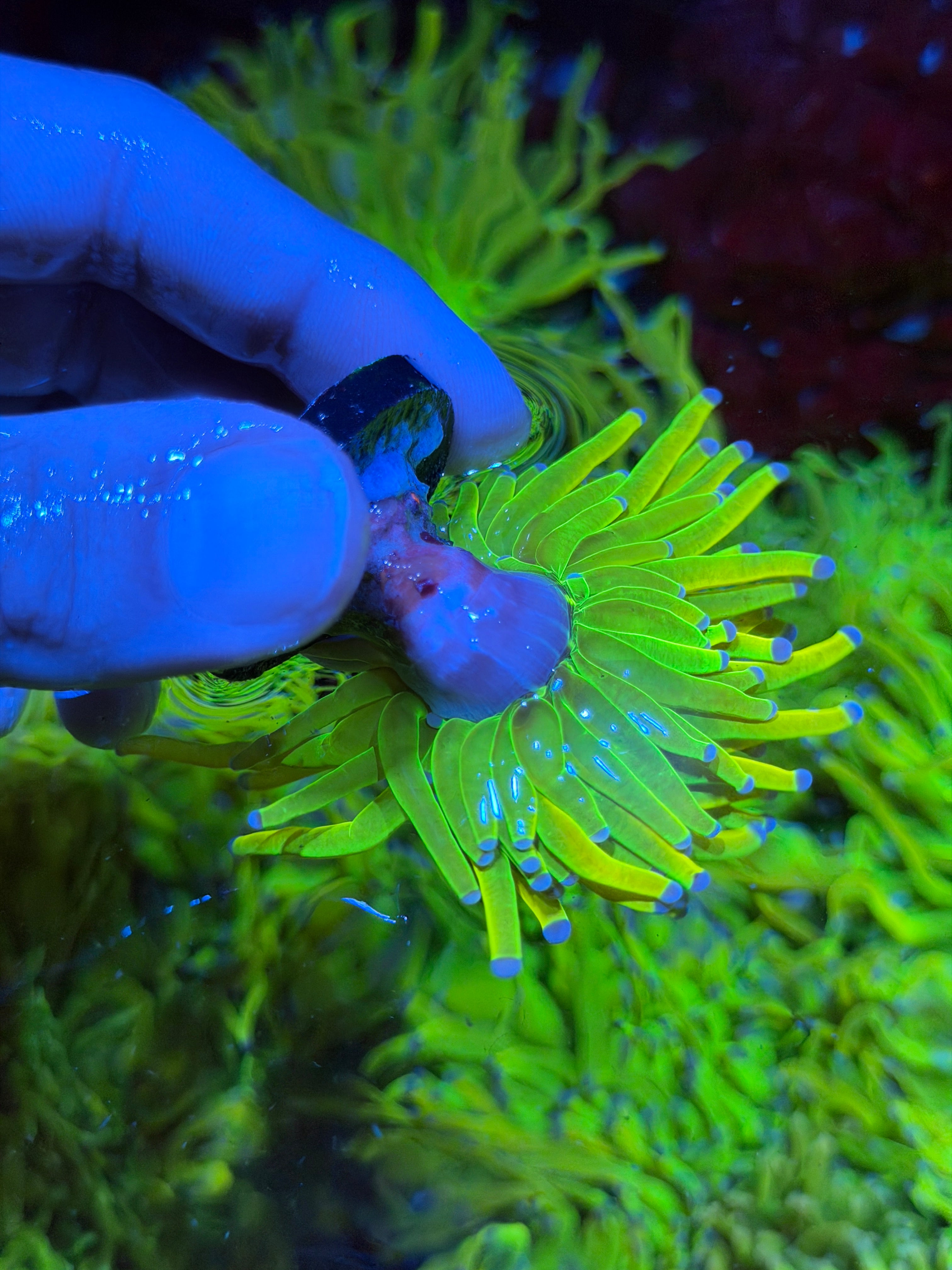 JEA Grinch Holy Grail Torch Coral 1 XL Head 2/25