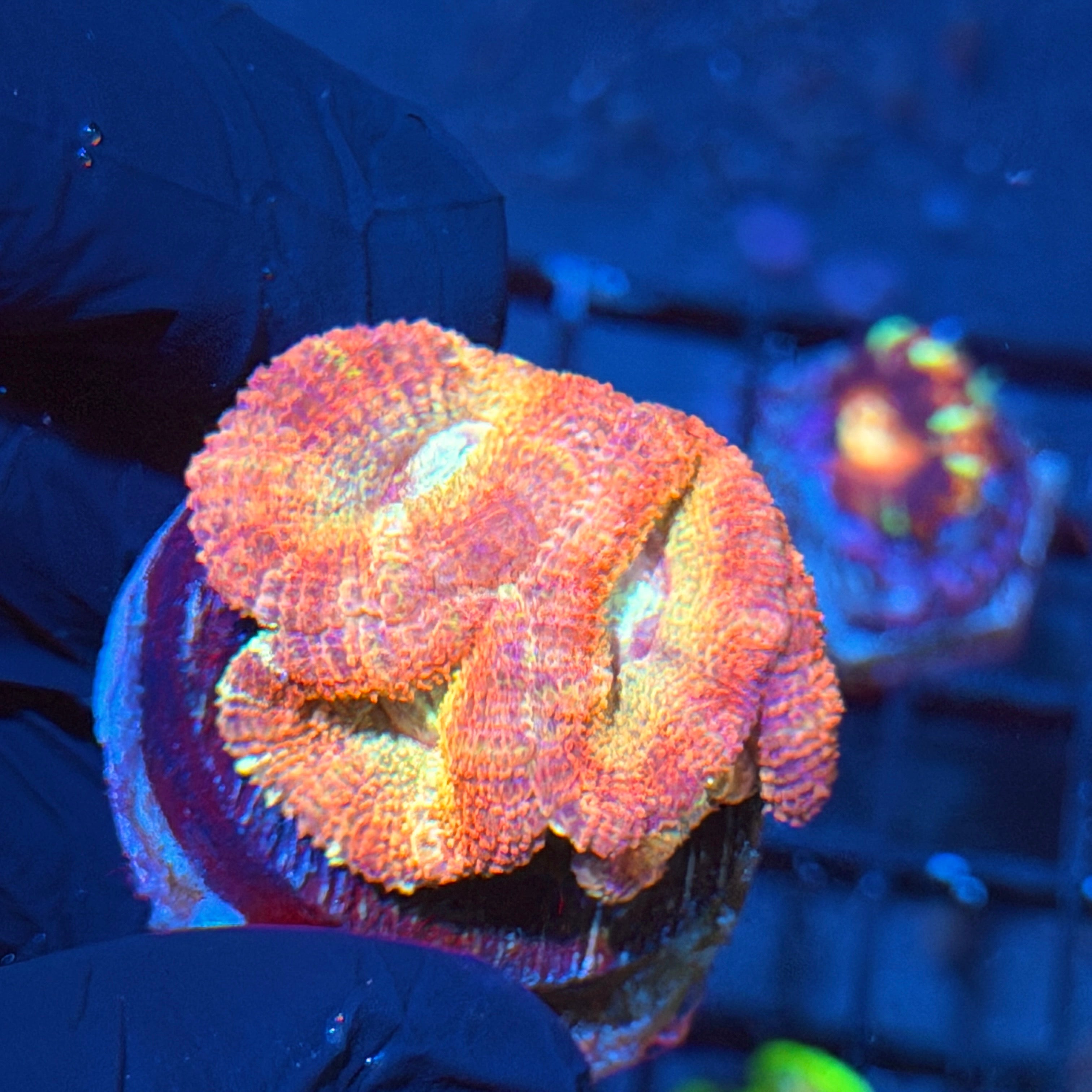 JEA SweetTooth Asian Acans Coral 5 Heads XL 6/4