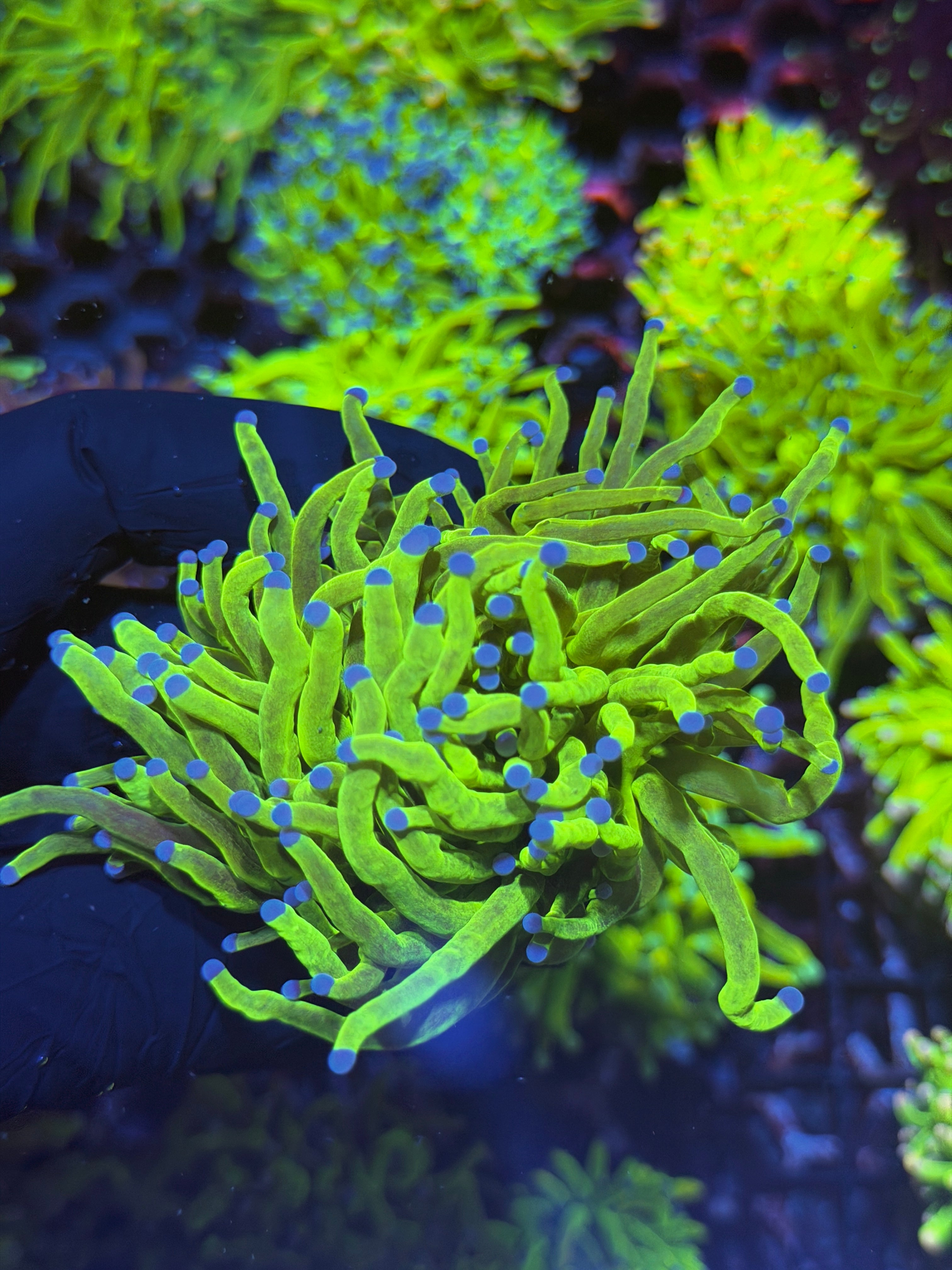 JEA Malaysian Holy Grail Torch Coral 1 XXL Head 7/31