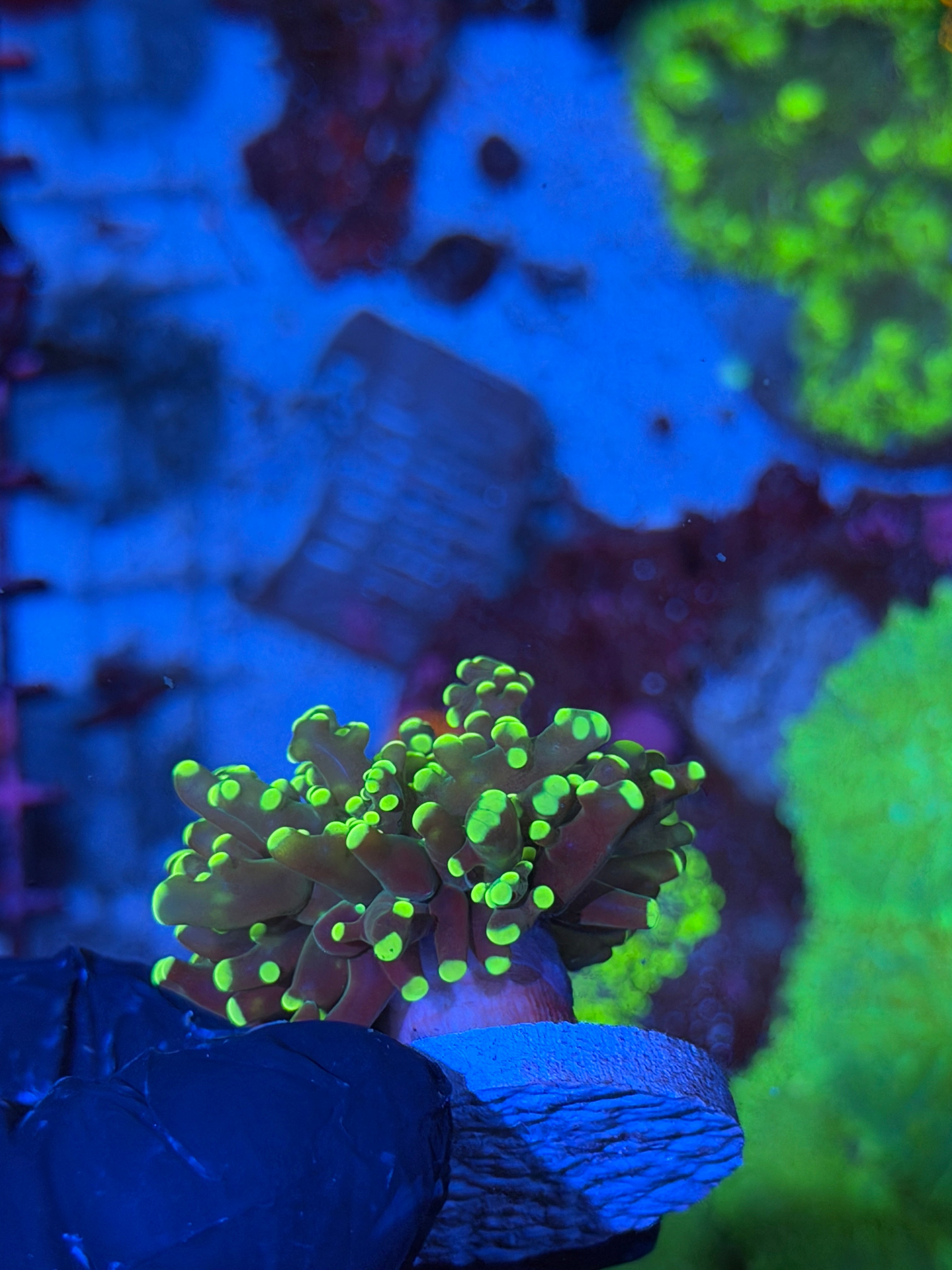 JEA Yellow Toxic Frogspawn Coral 1 XL Head