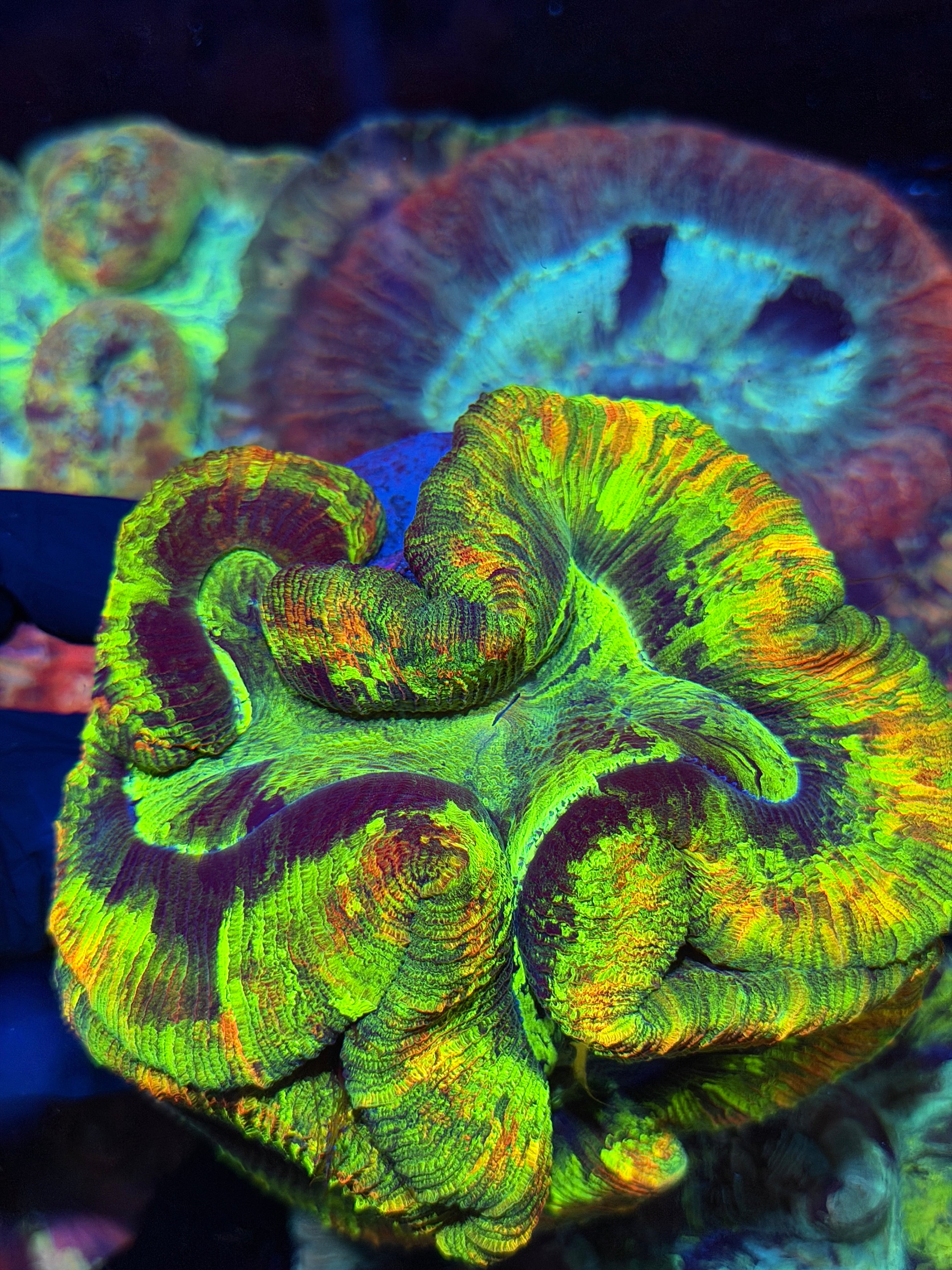 Insane Bright Trachyphyllia Meat Coral Show Piece XXXL