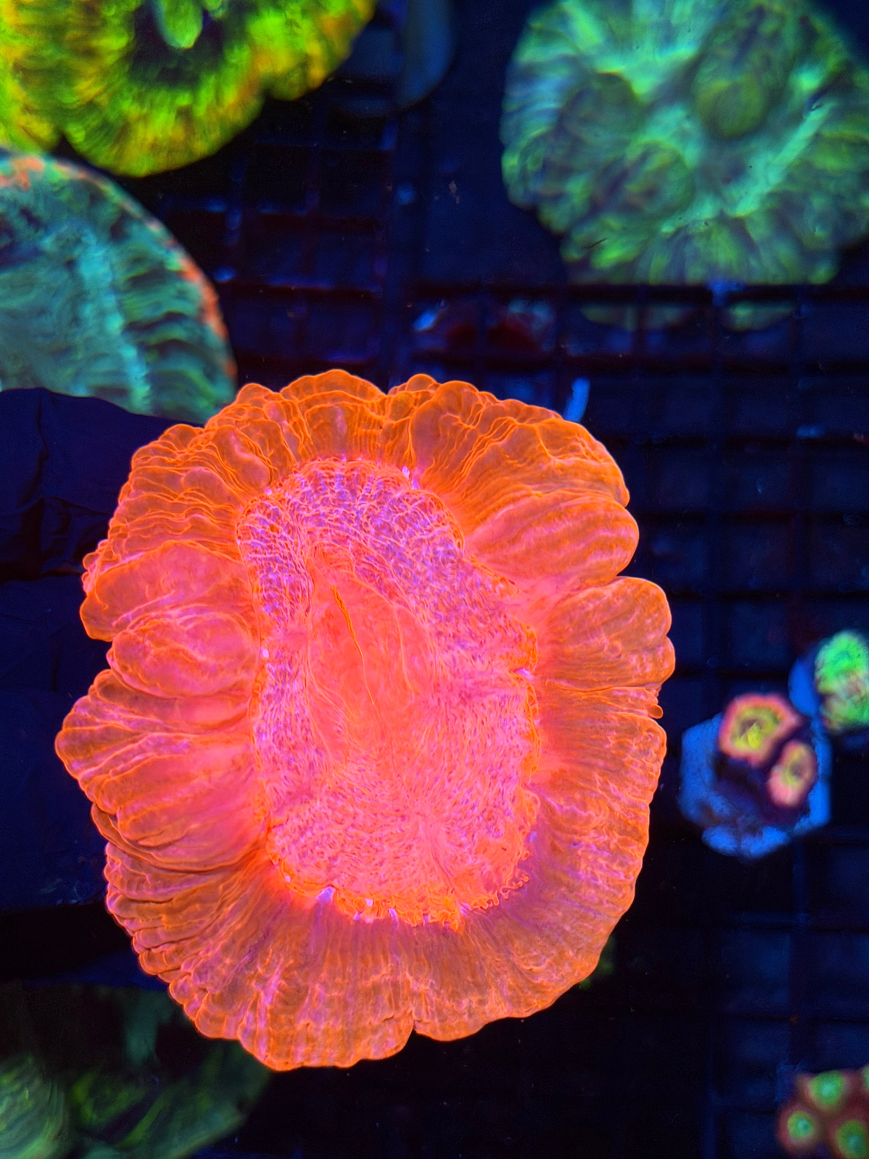 Insane Bright Pink Cynarina Meat Coral XL