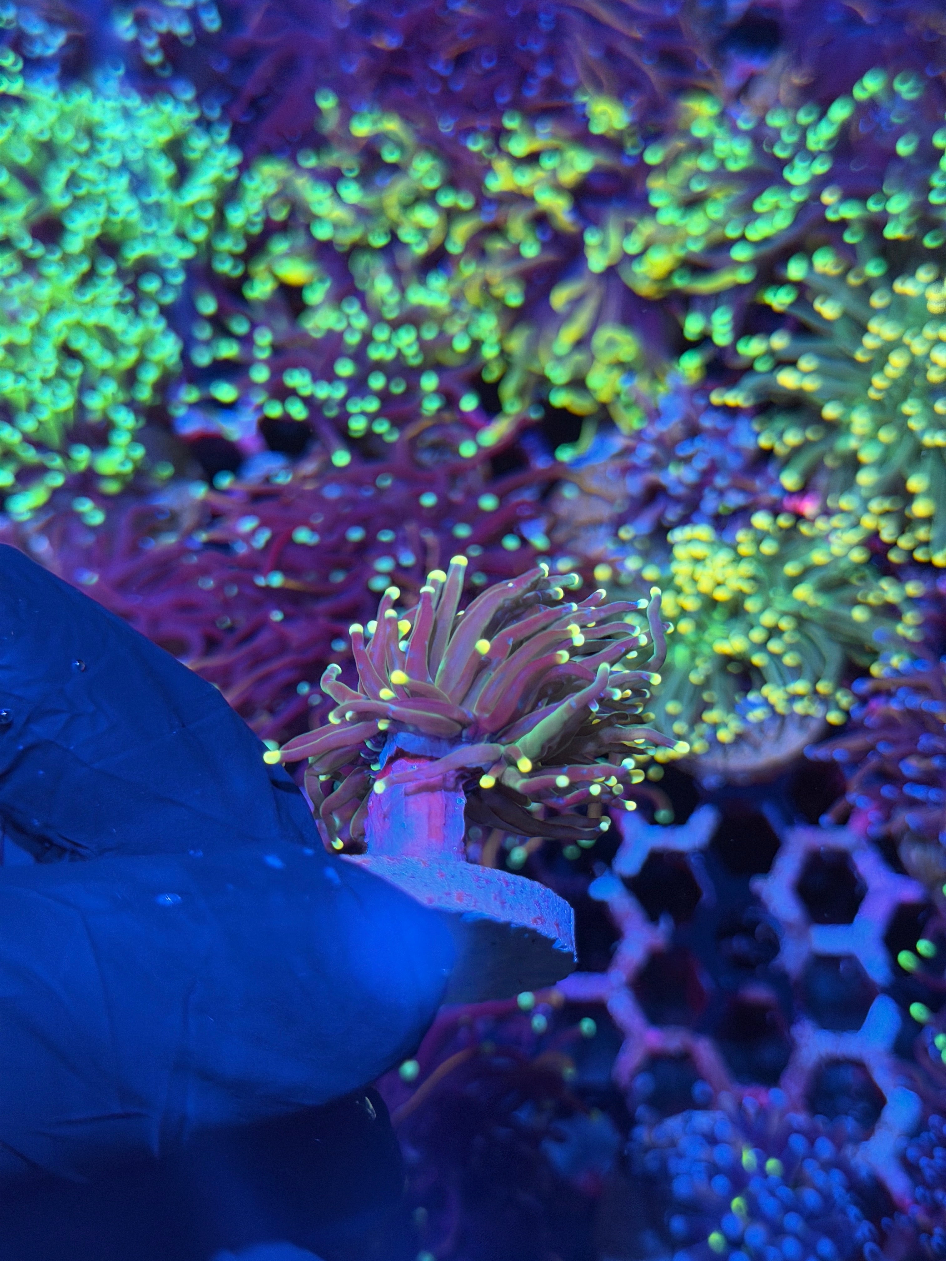 JEA Lemon Drop Torch Coral 1 Head XL
