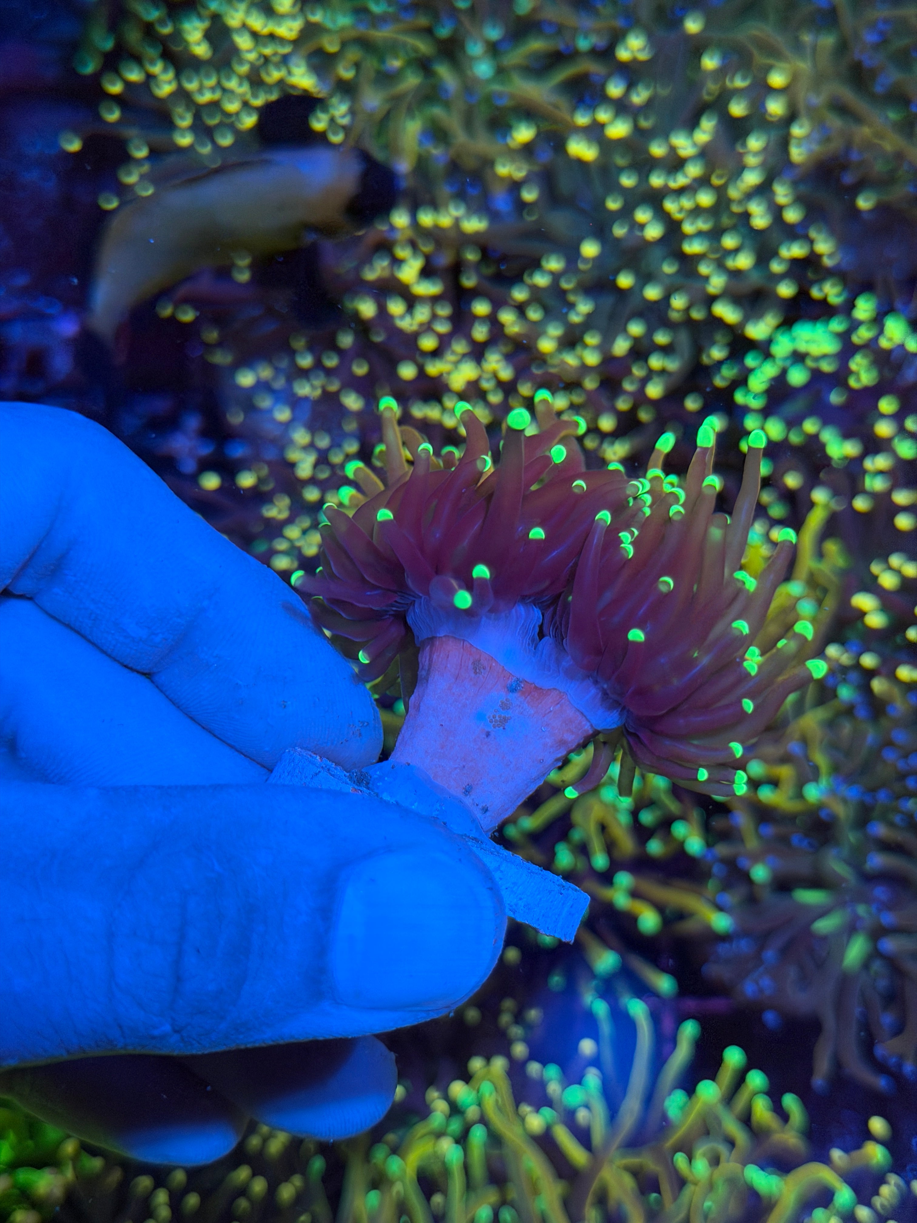 JEA Jester Torch Coral 2 Heads XL 6/4