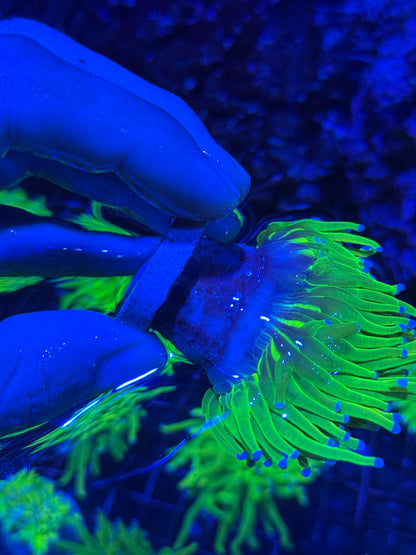 JEA 24K Holy Grail Torch Coral 2  XL Heads Splitting BRIGHT