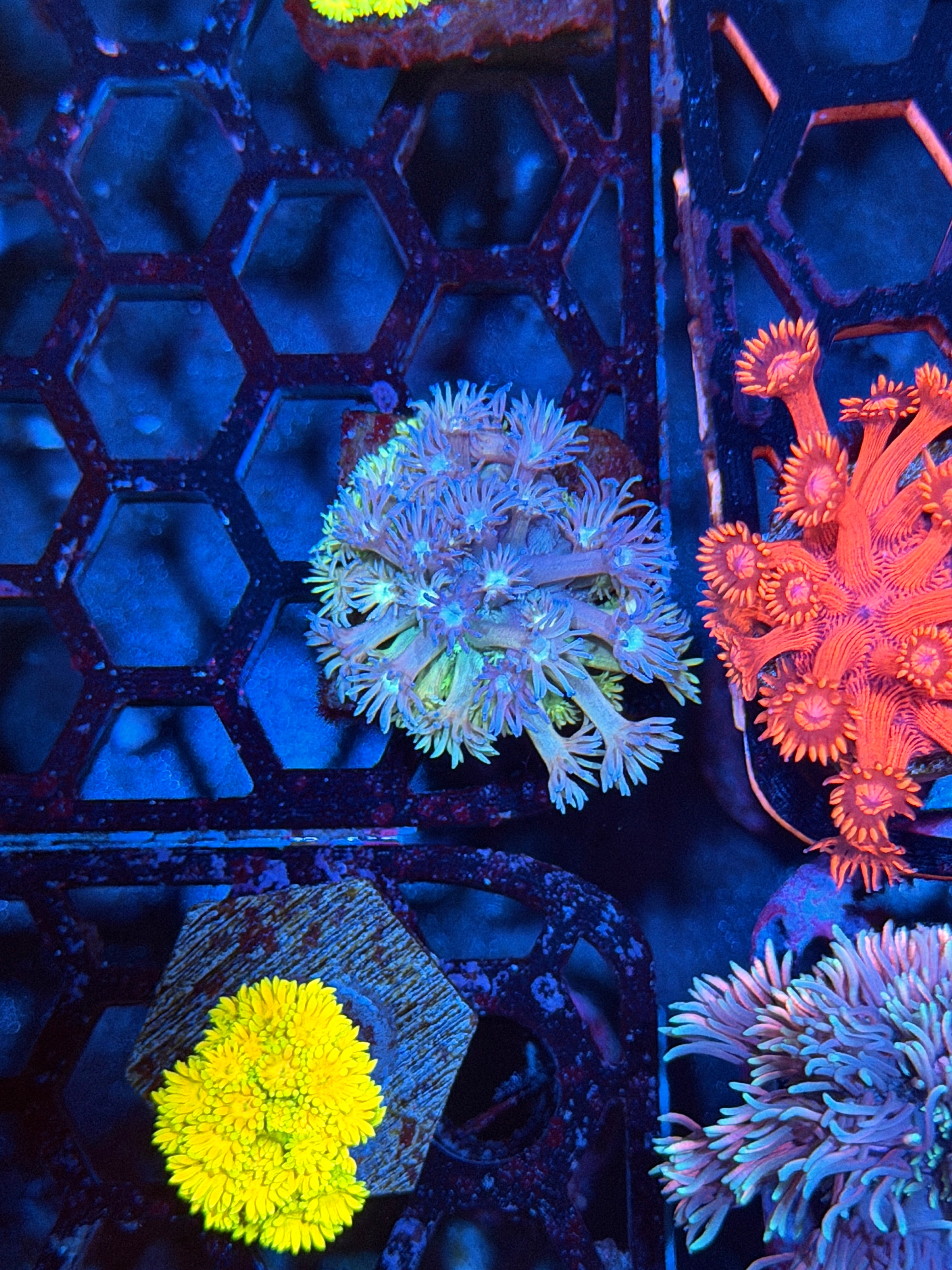 JEA Rainbow Confetti Goniopora Coral