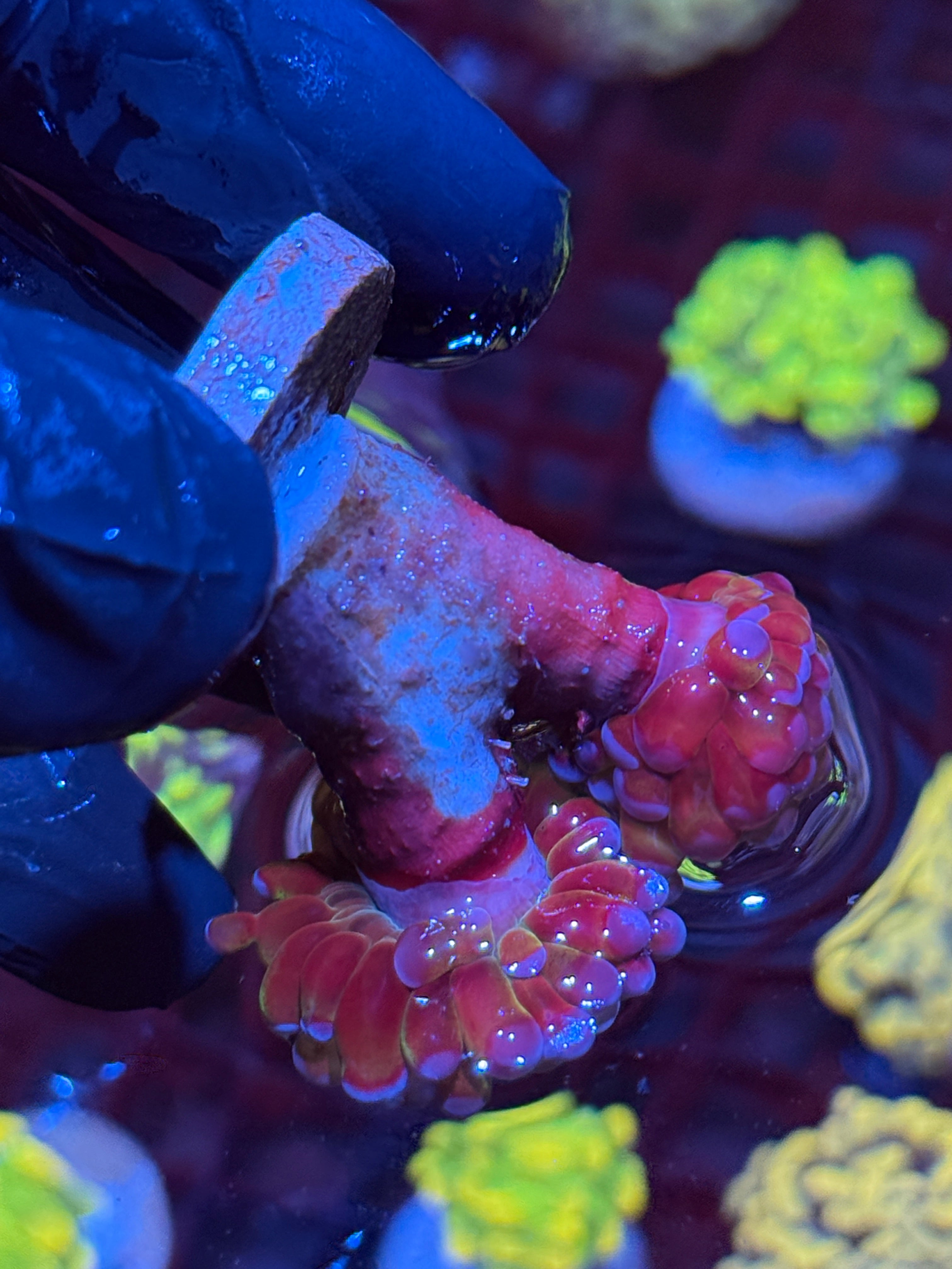 JEA Freakshow Hammer Coral 2 Heads XL 10/12