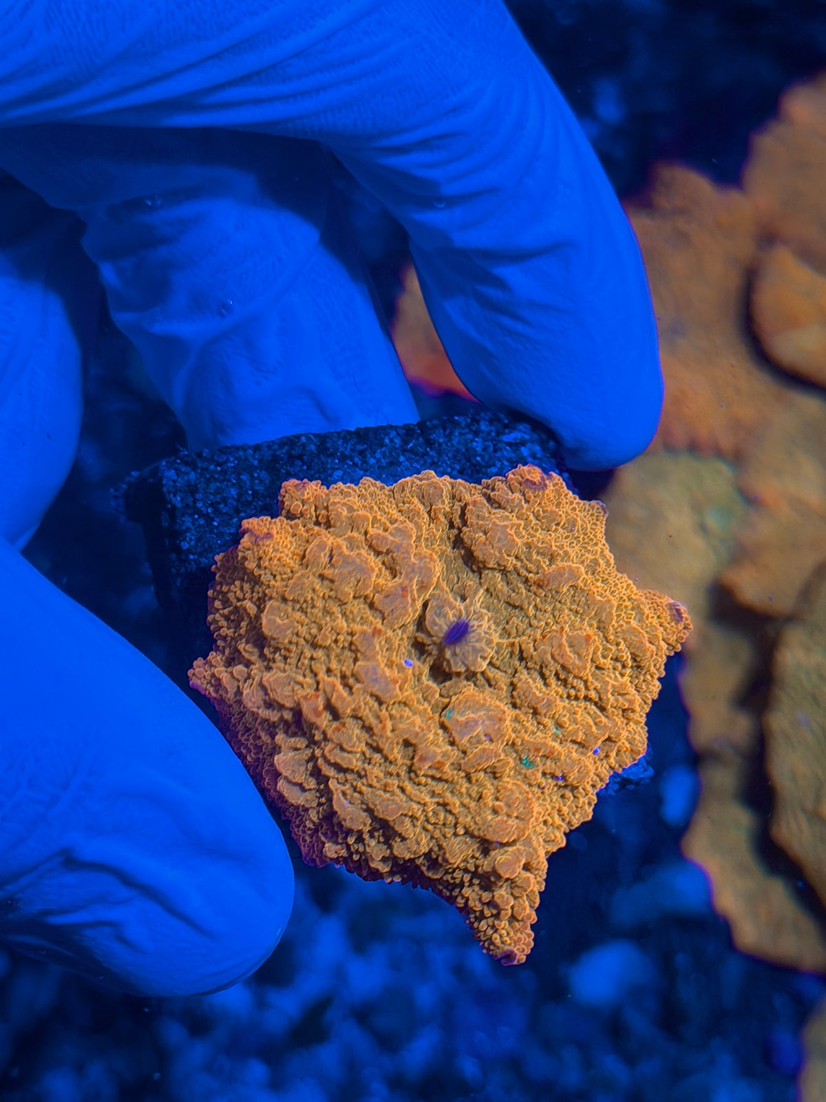 JEA Bouncing Jawbreaker Mushroom Coral Red / Green 10/25