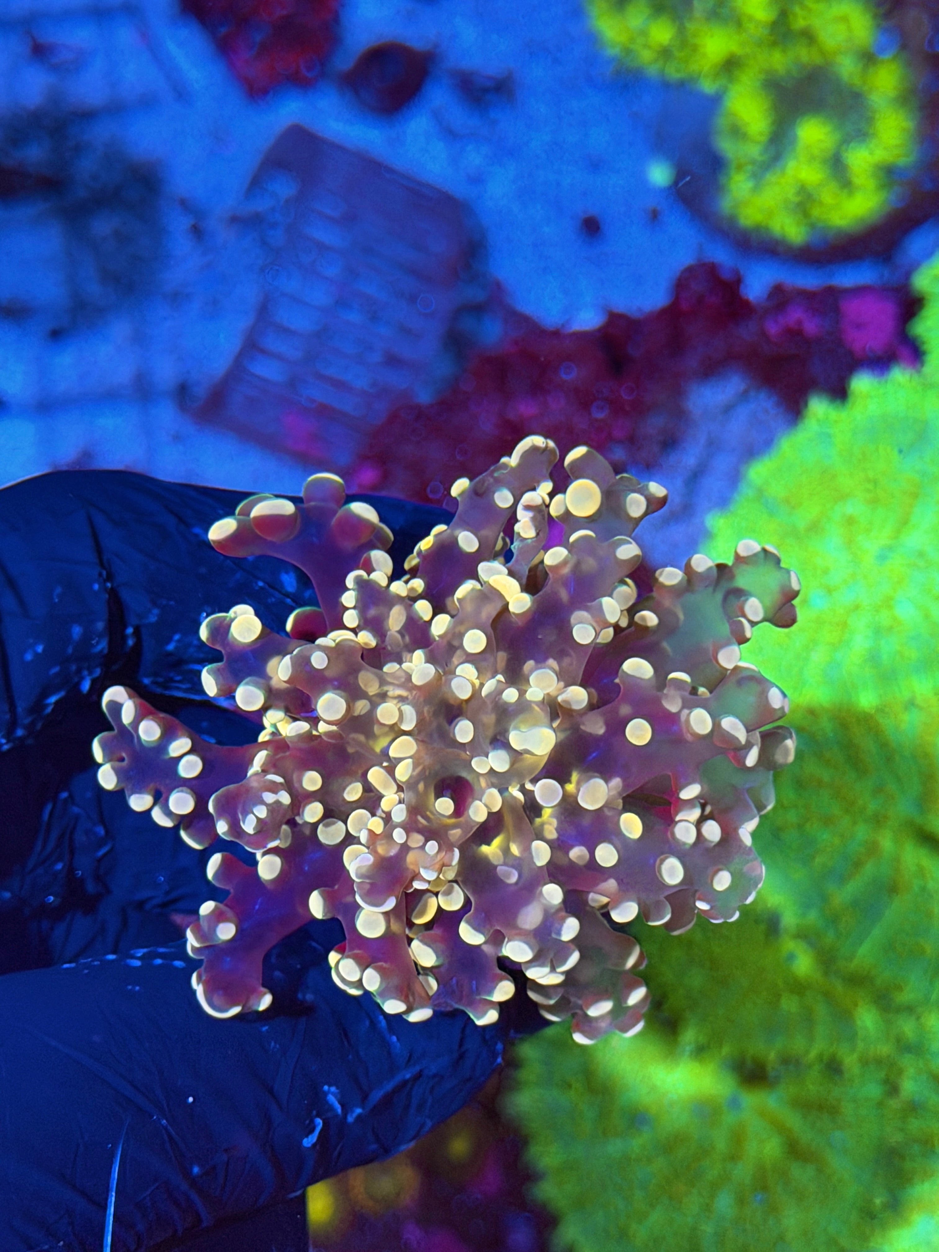 JEA Princess Peach Frogspawn Coral 1 XL Head