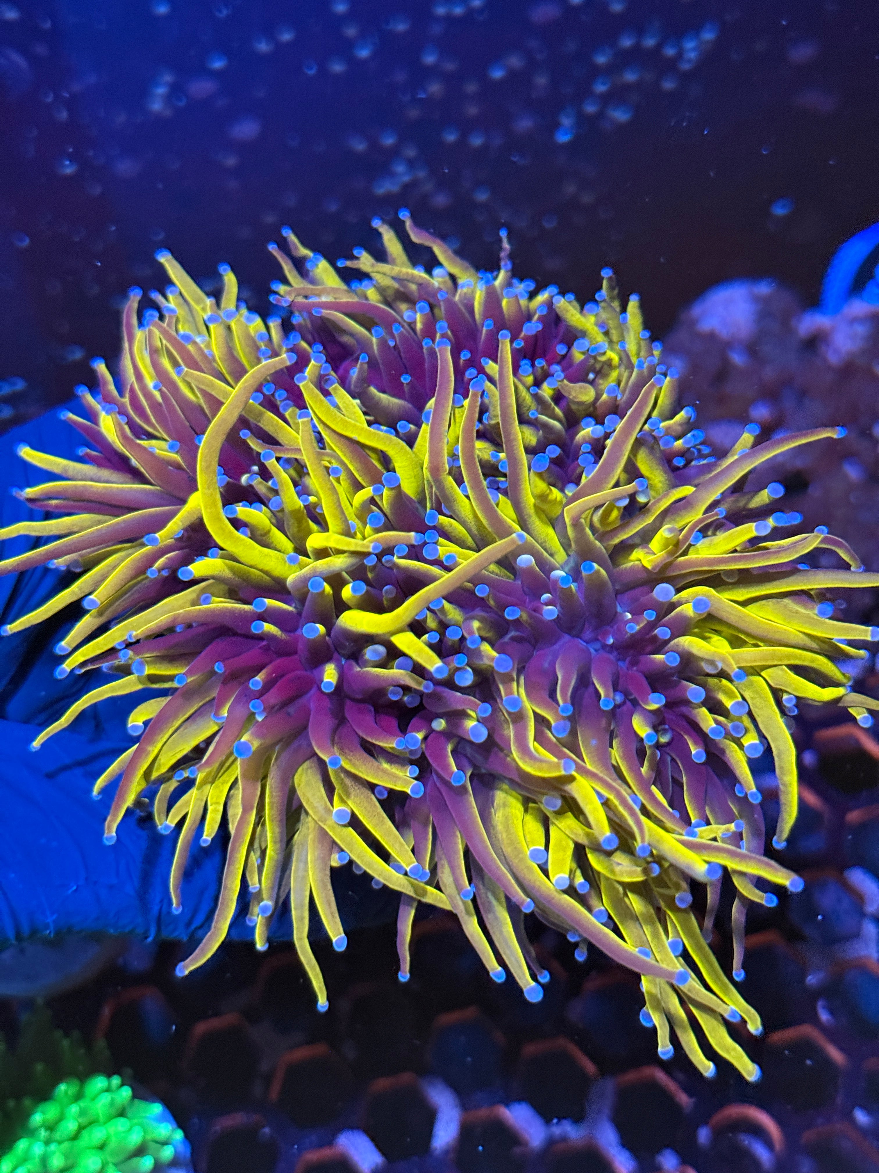 JEA Ultra New York Knicks Torch Coral Colony XXXL Show Piece 8+ Heads