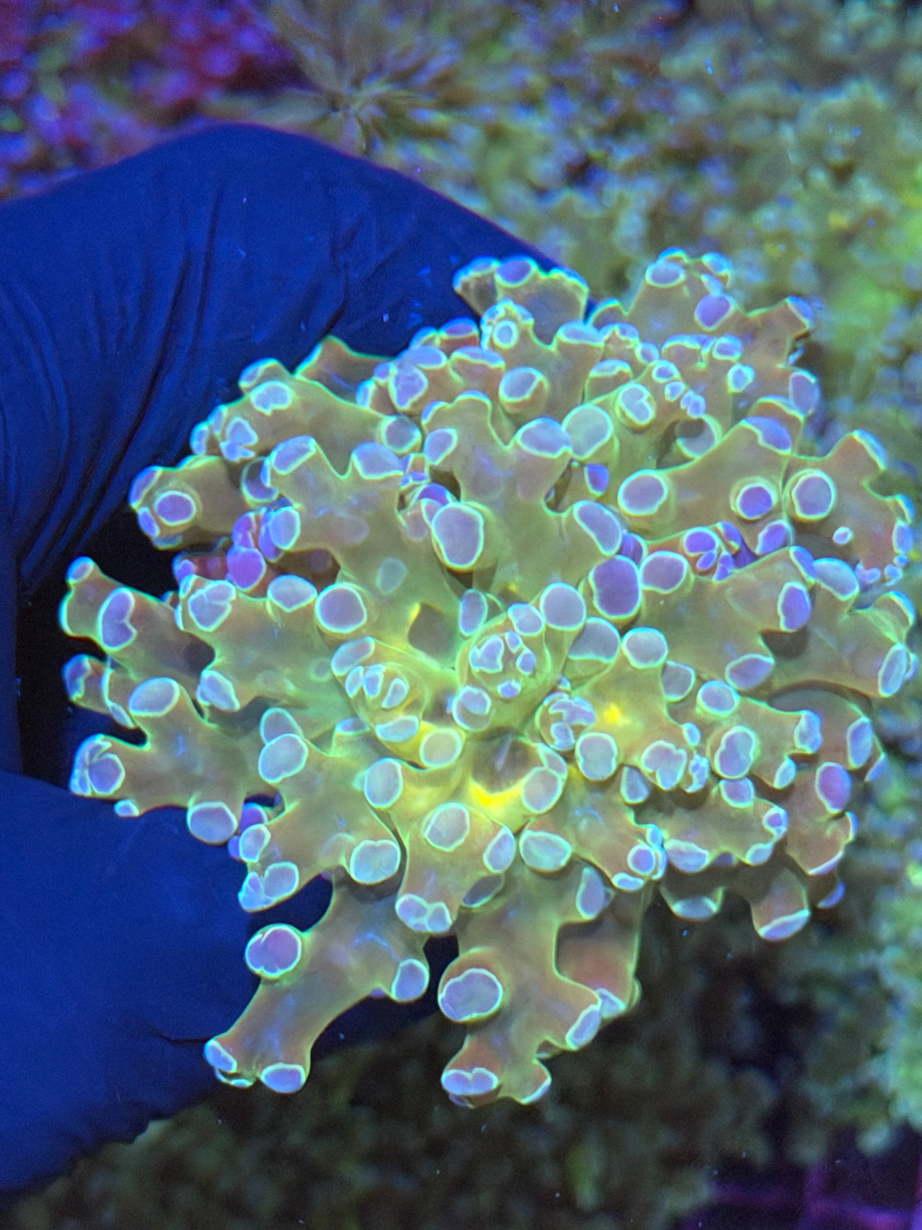 JEA Holy Relic Frogspawn Coral 1 XXL Head 7/14