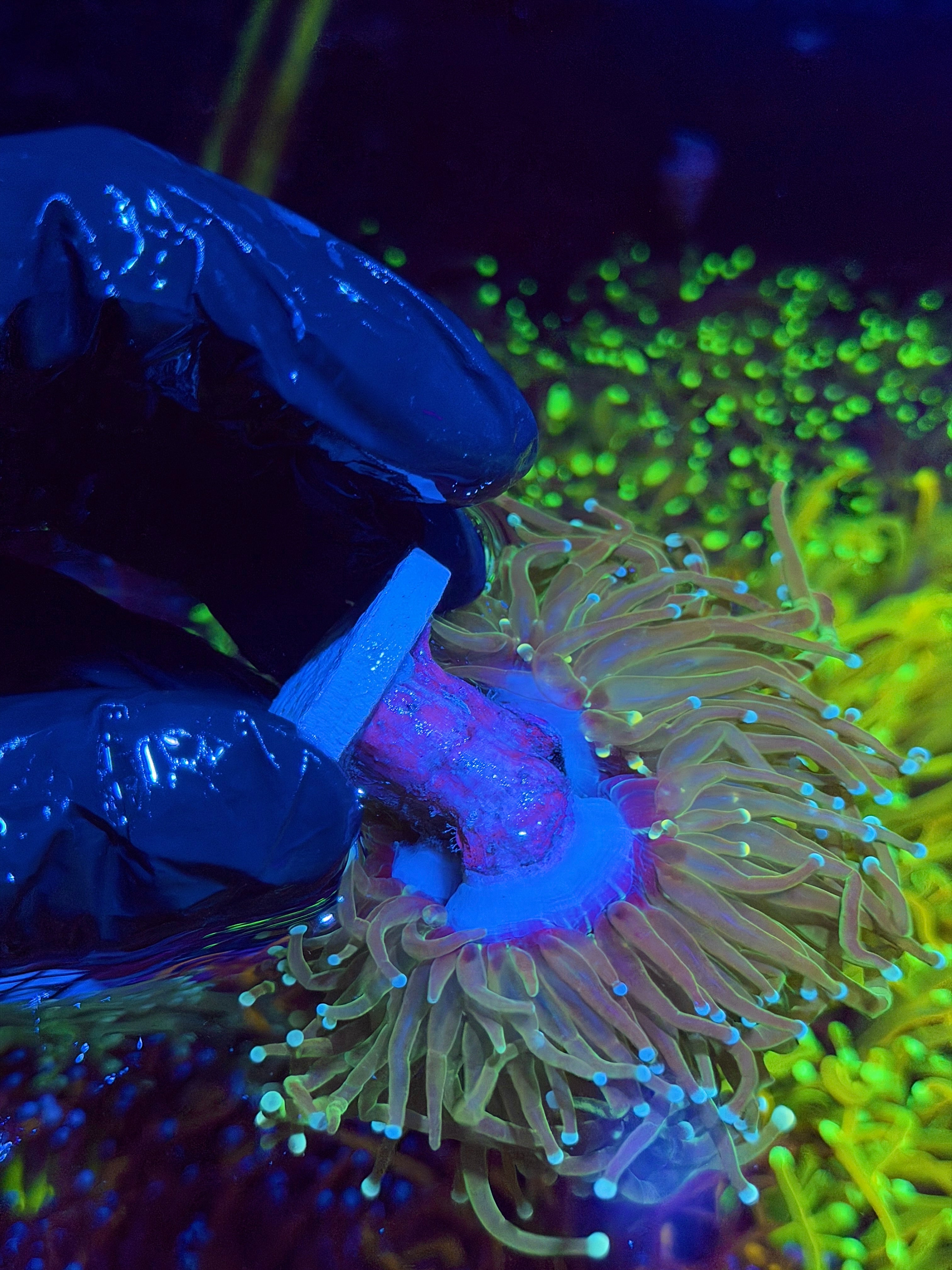 JEA Jedi Master Torch Coral 4 XXL Heads Splitting *New Release* 7/10