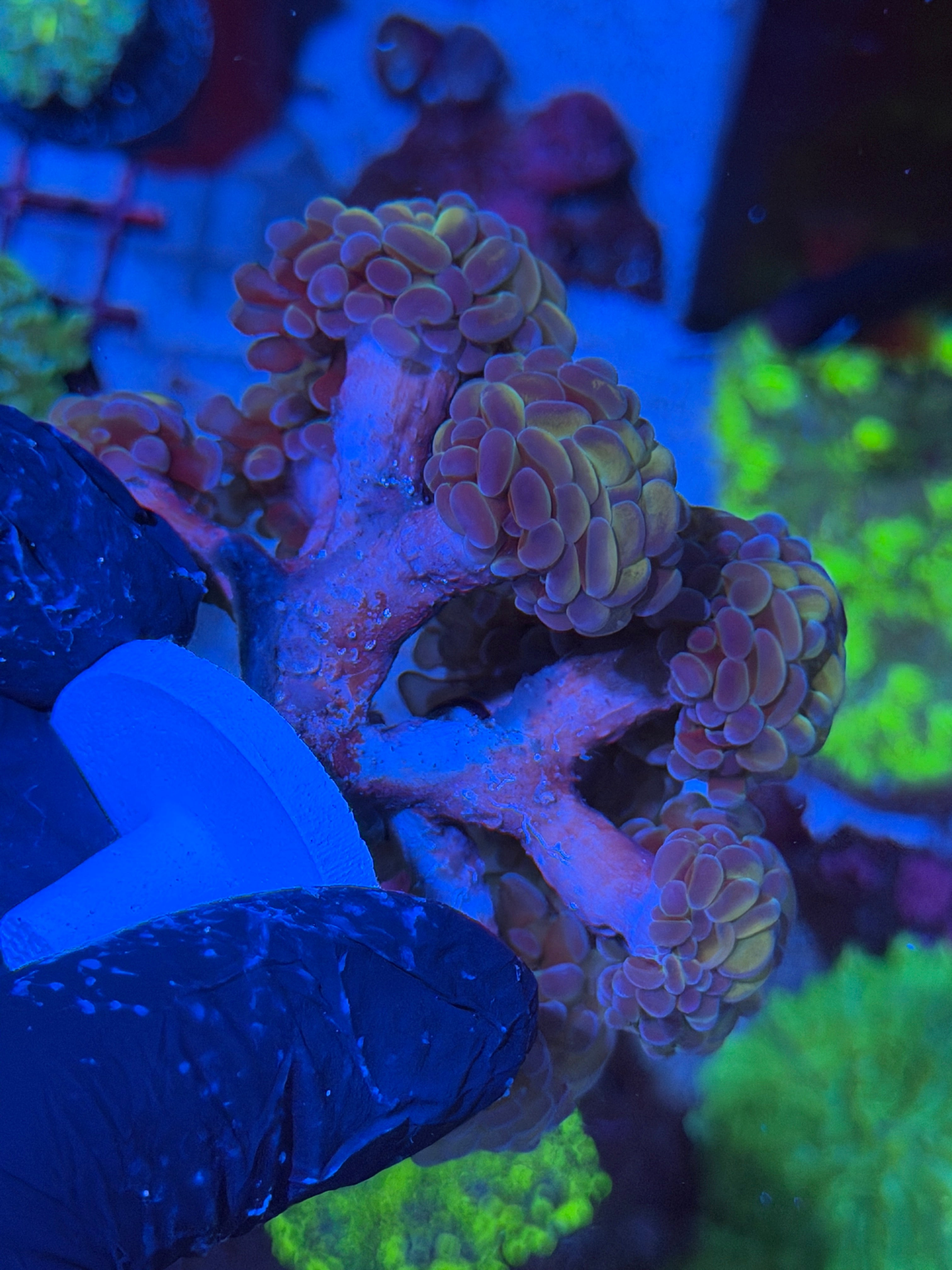 JEA Orange Hologram Hammer Colony 12 + Heads XXL