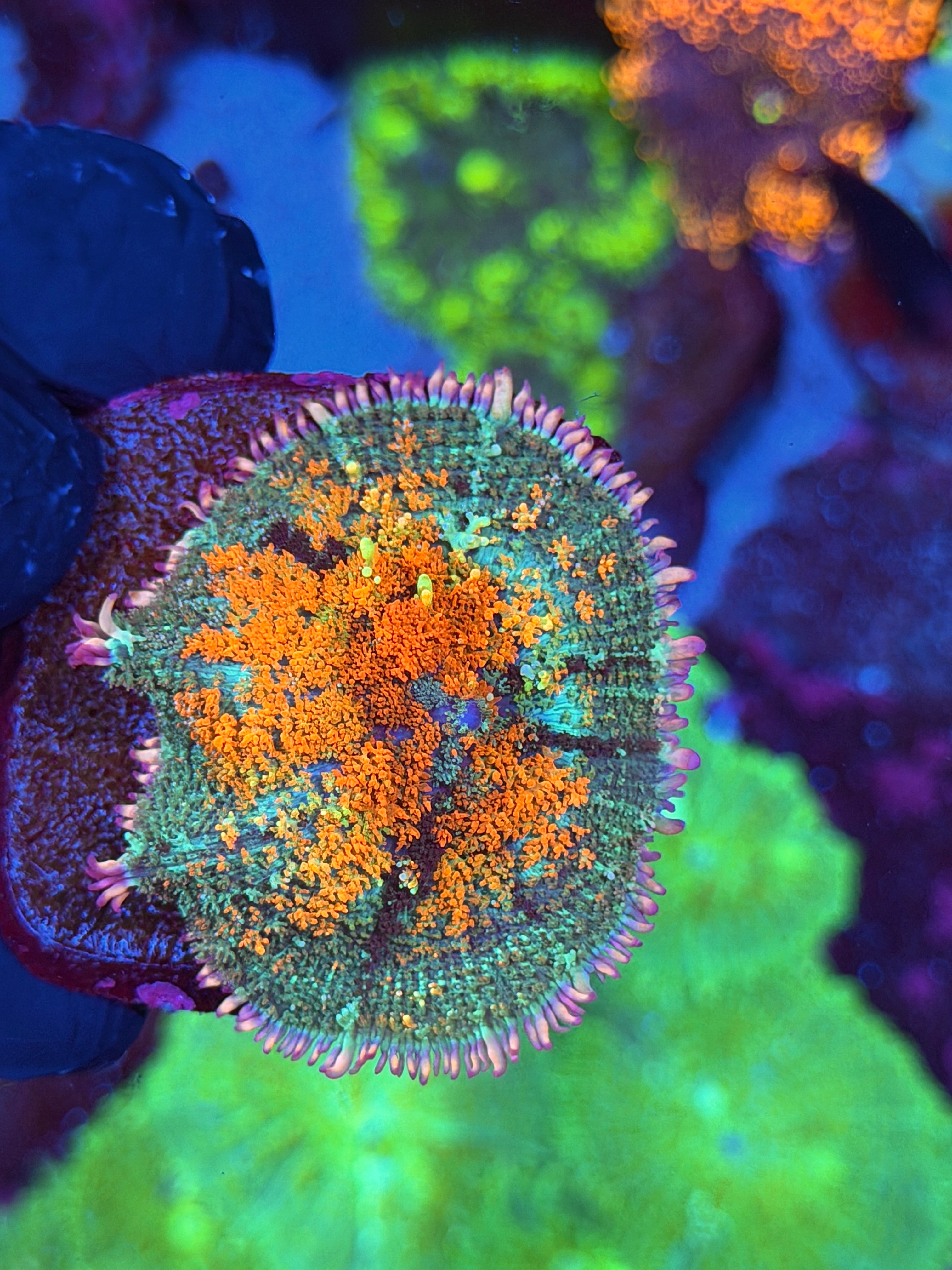 JEA Deathstroke Bounce Mushroom Coral XXL