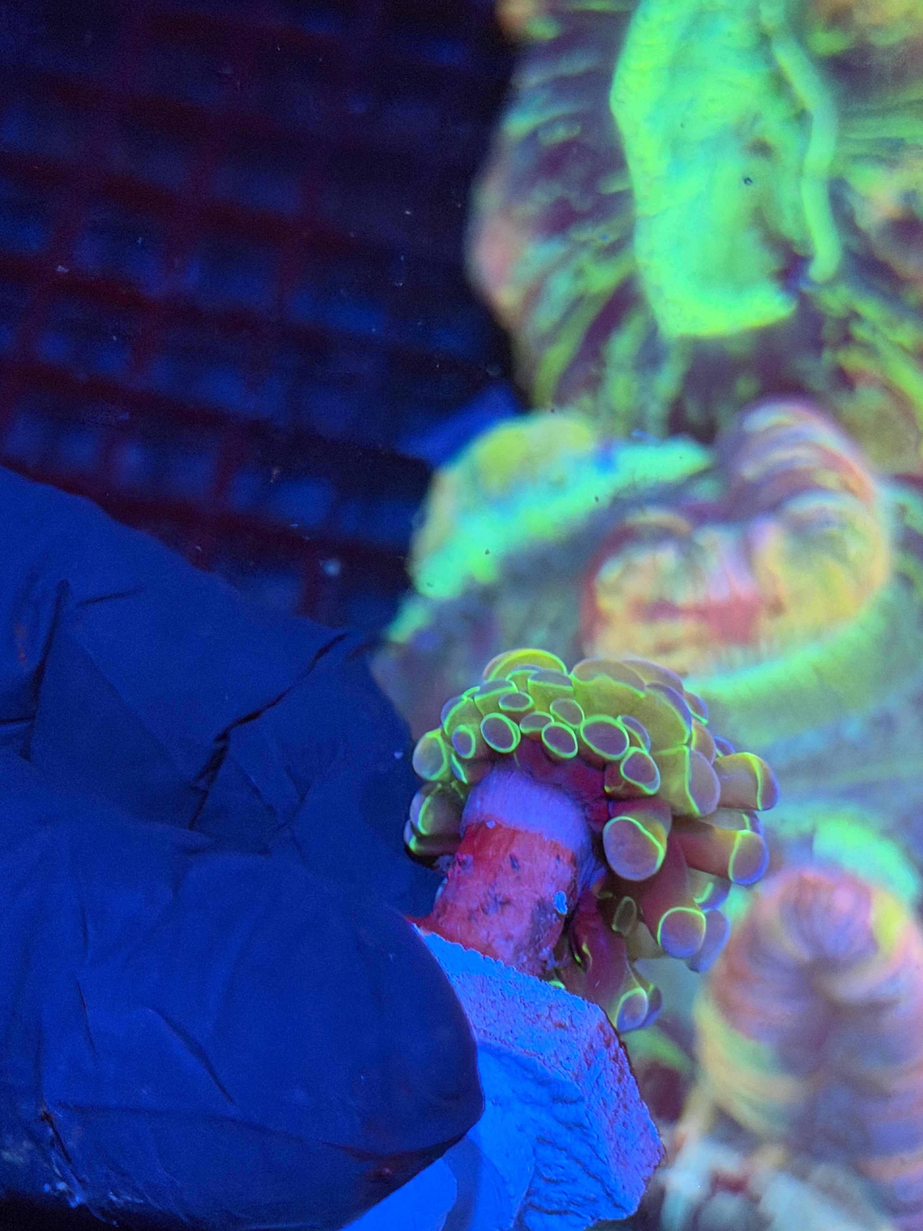 JEA Rainbow Dreams Hammer Coral 1 XL Head Splitting