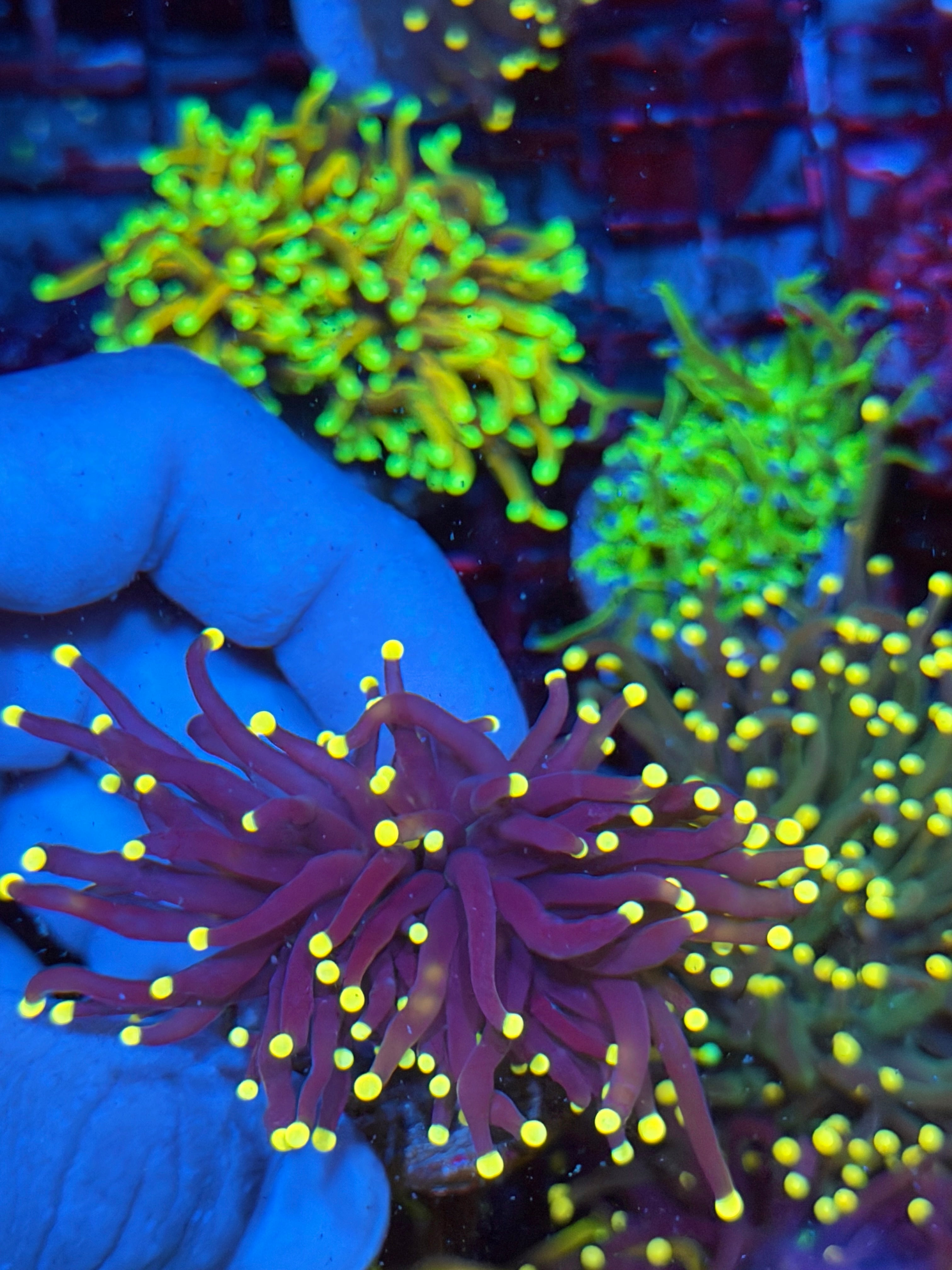 JEA Joker Torch Coral 2 Heads Splitting